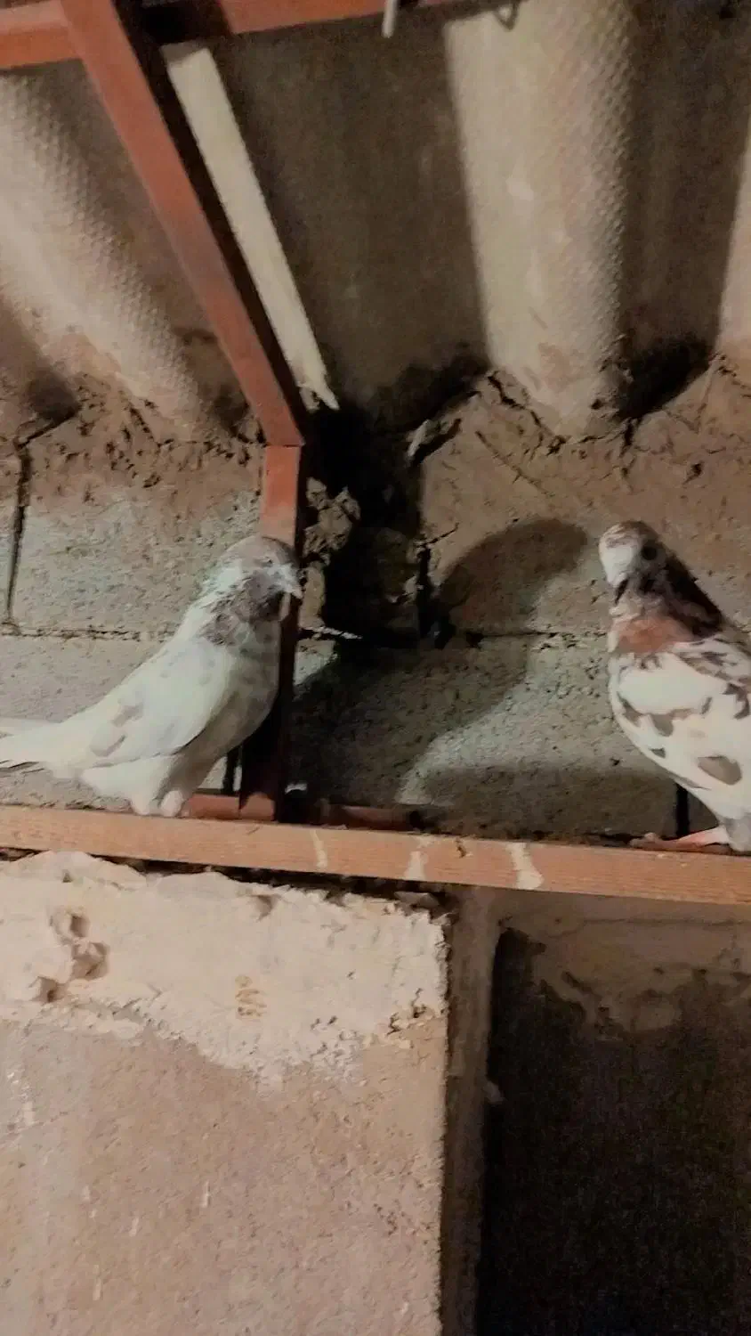 کفتر تهرانی|پرنده|خرم‌آباد (تنکابن), |دیوار