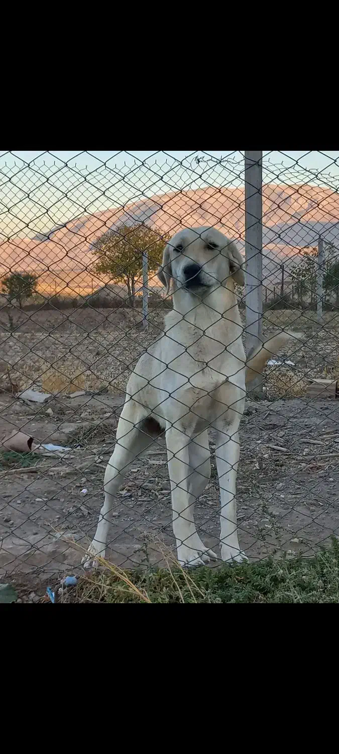 پژدر خالص|سگ|قره ضیاالدین, |دیوار