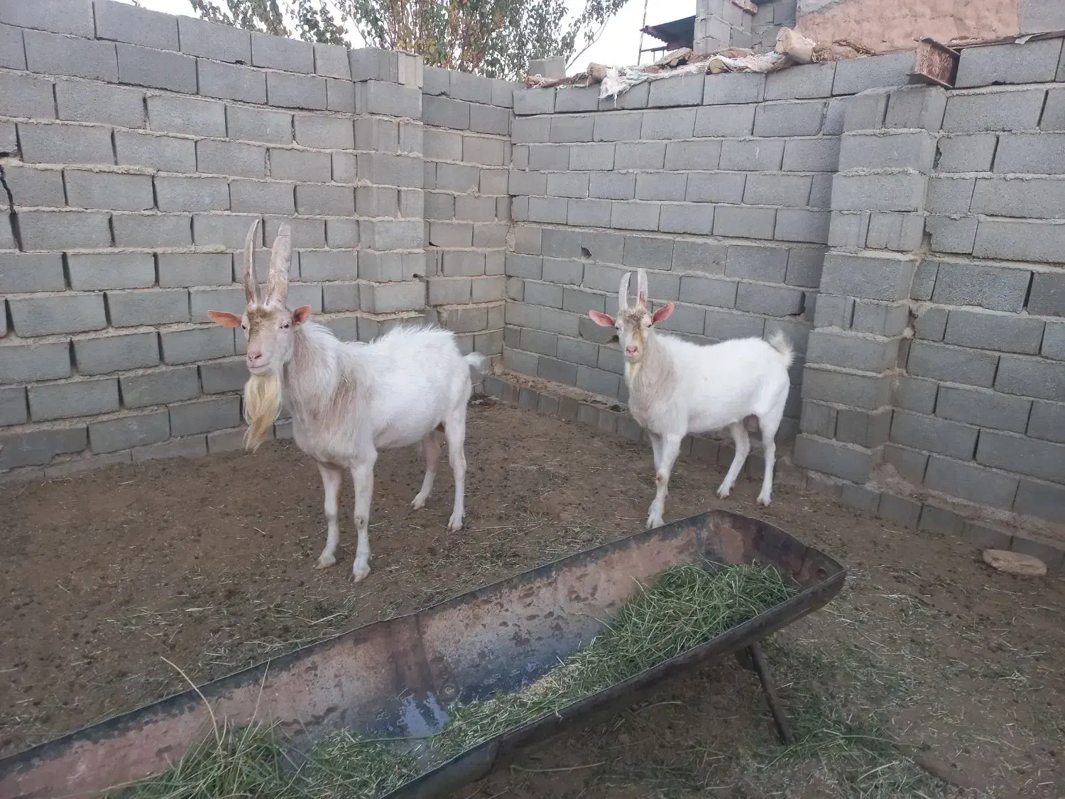کل ثانن|حیوانات مزرعه|امیرآباد, |دیوار