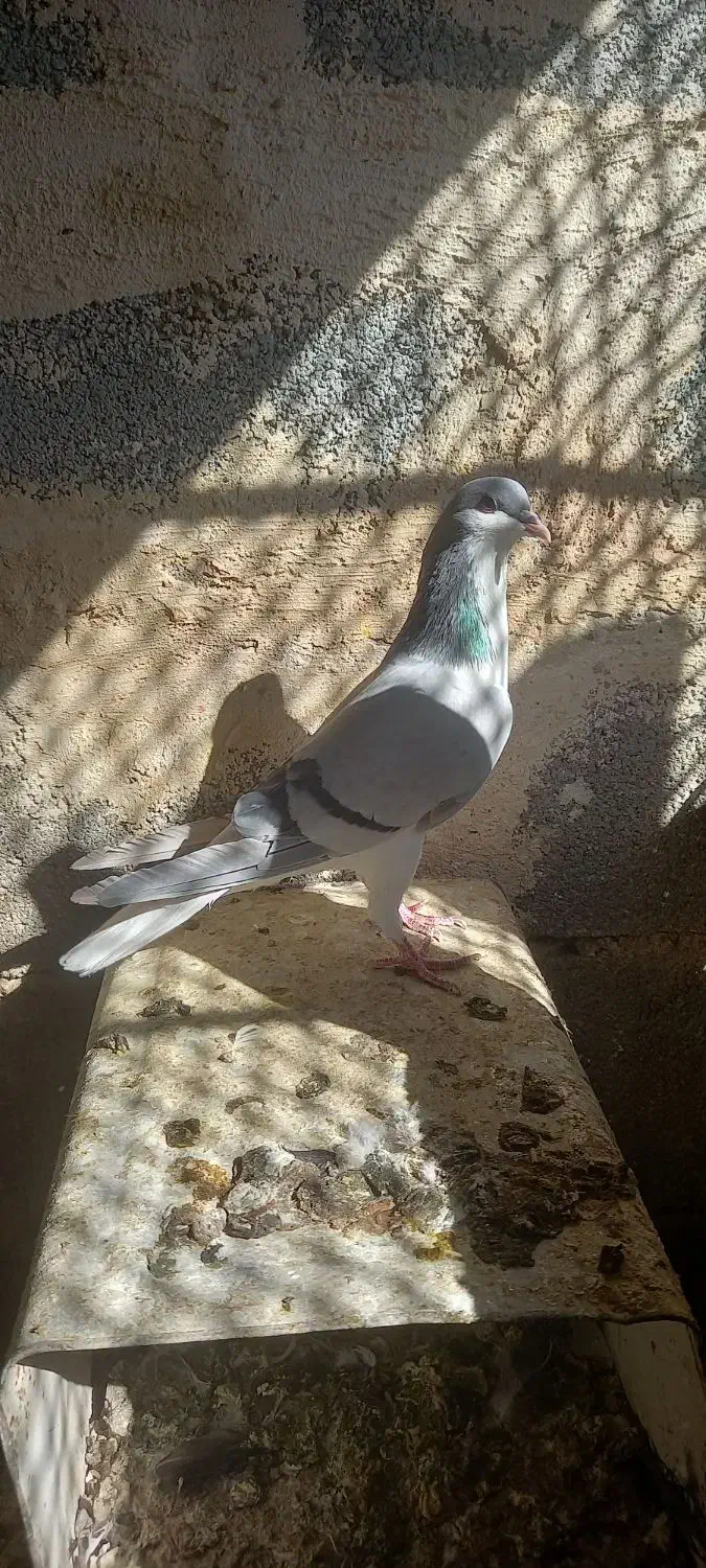 کفتر قیل سرخ کاشونی|پرنده|شهرضا, |دیوار