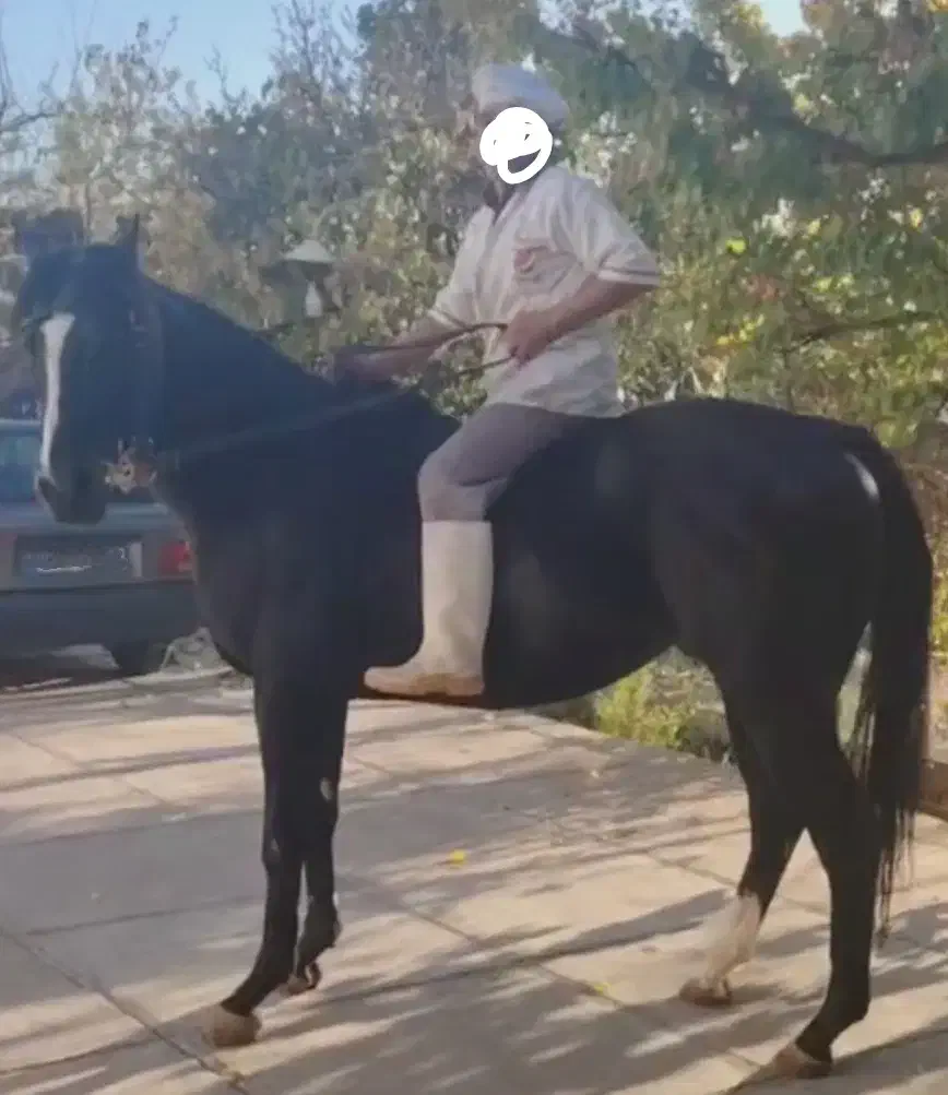 تروبرد خوش اخلاق|اسب و تجهیزات اسبسواری|مشهد, فرهنگ|دیوار