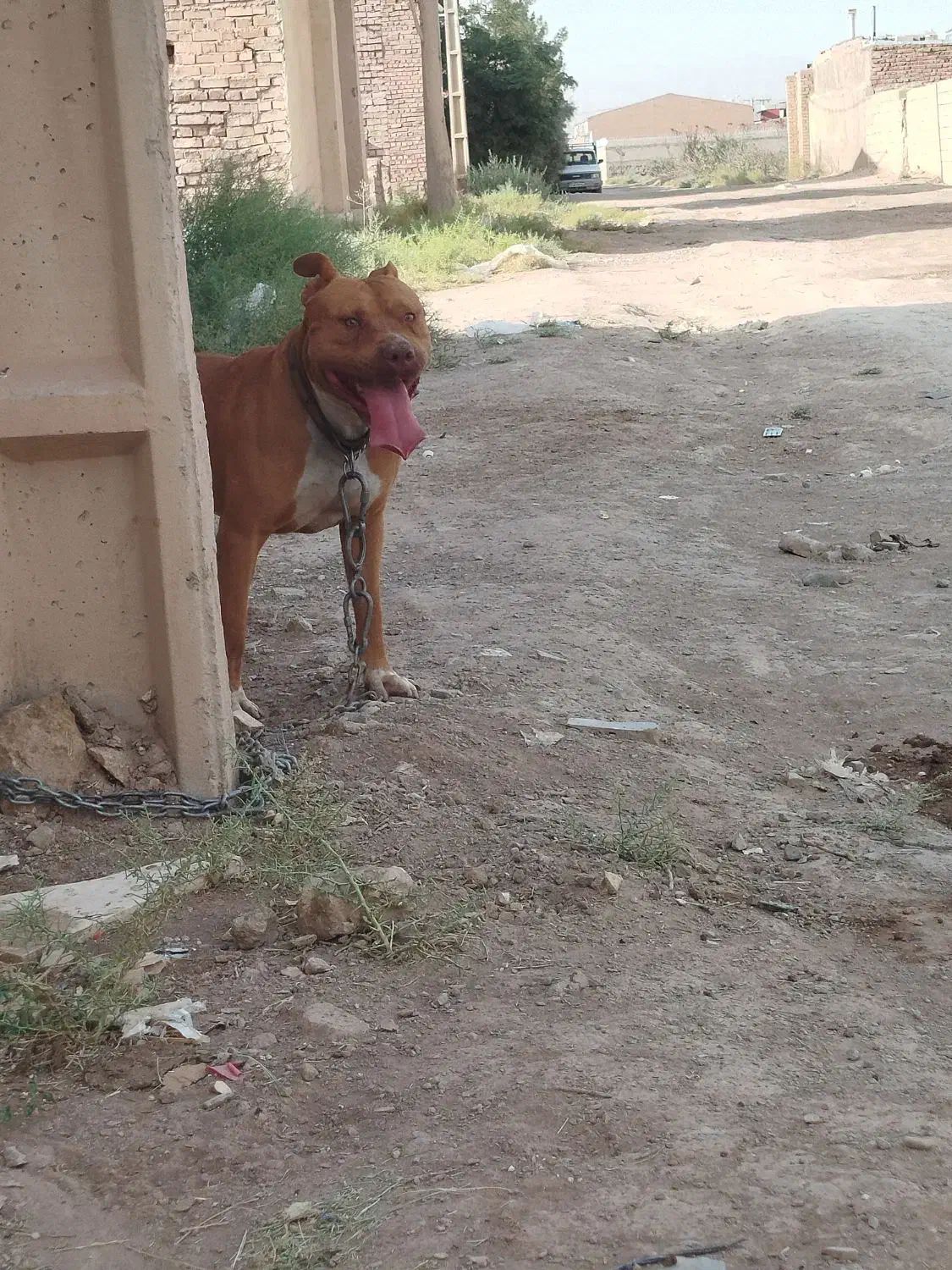 واگذاری سگ پیت بول ماده حامله قیمت توافقی|سگ|کرمان, |دیوار