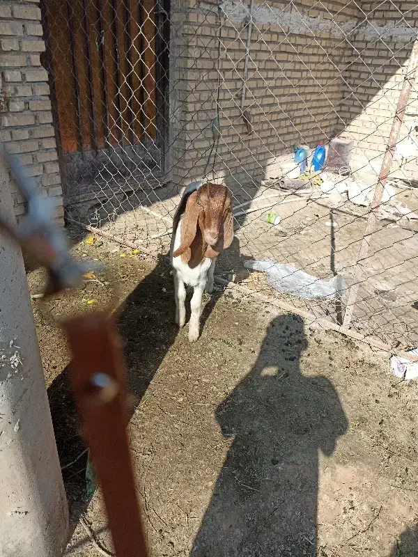 بز افغانی|حیوانات مزرعه|شوشتر, |دیوار