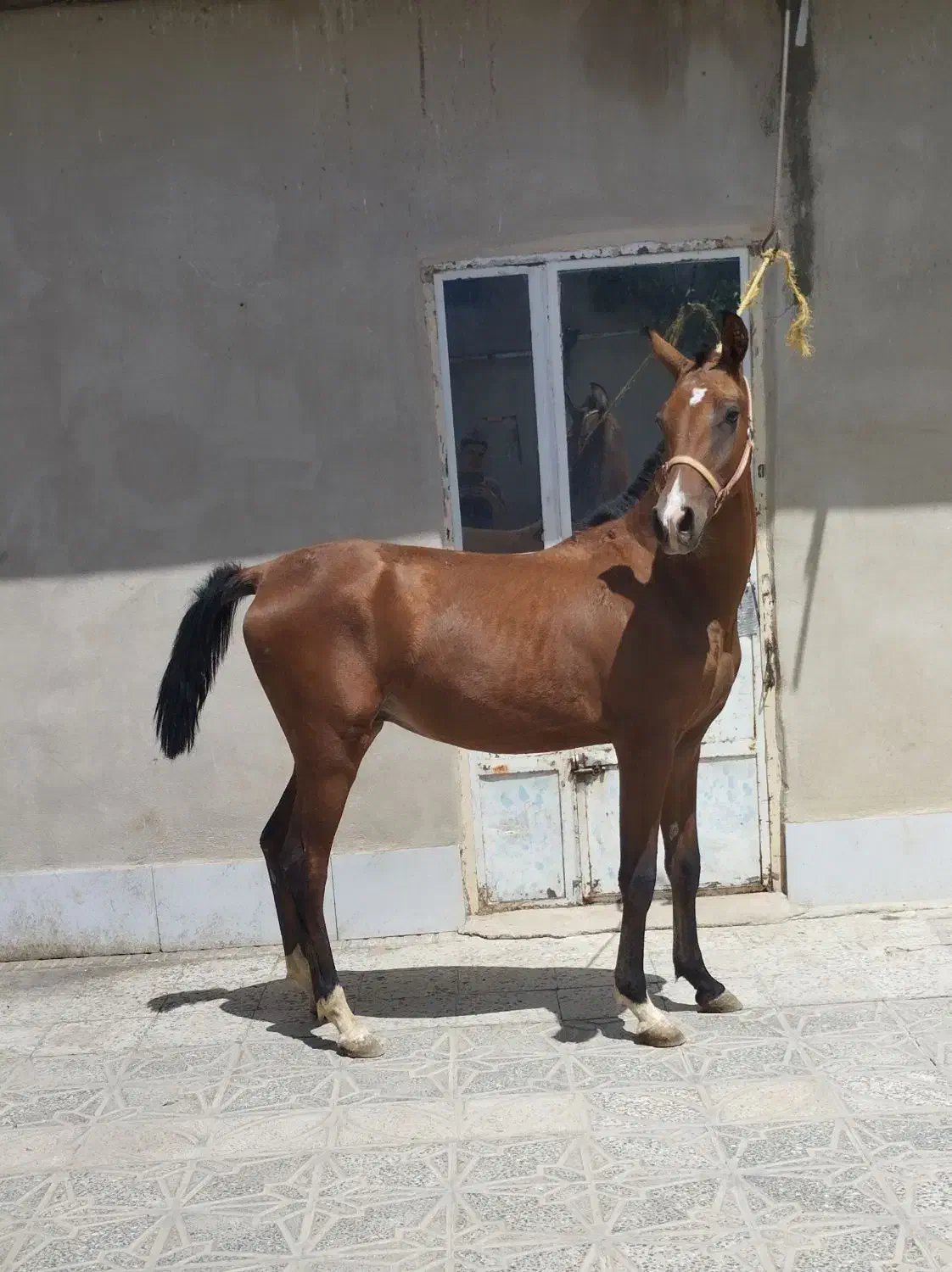 کره نریان|اسب و تجهیزات اسبسواری|ملایر, |دیوار