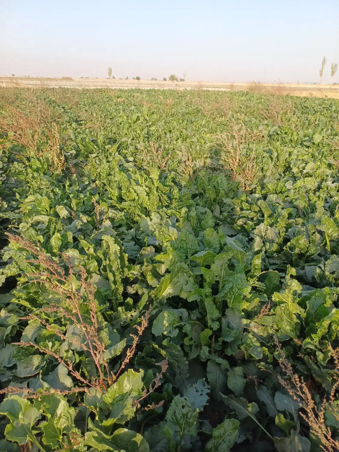 چغندر علوفه ای برای دامدار|عمده‌فروشی|چناران, |دیوار