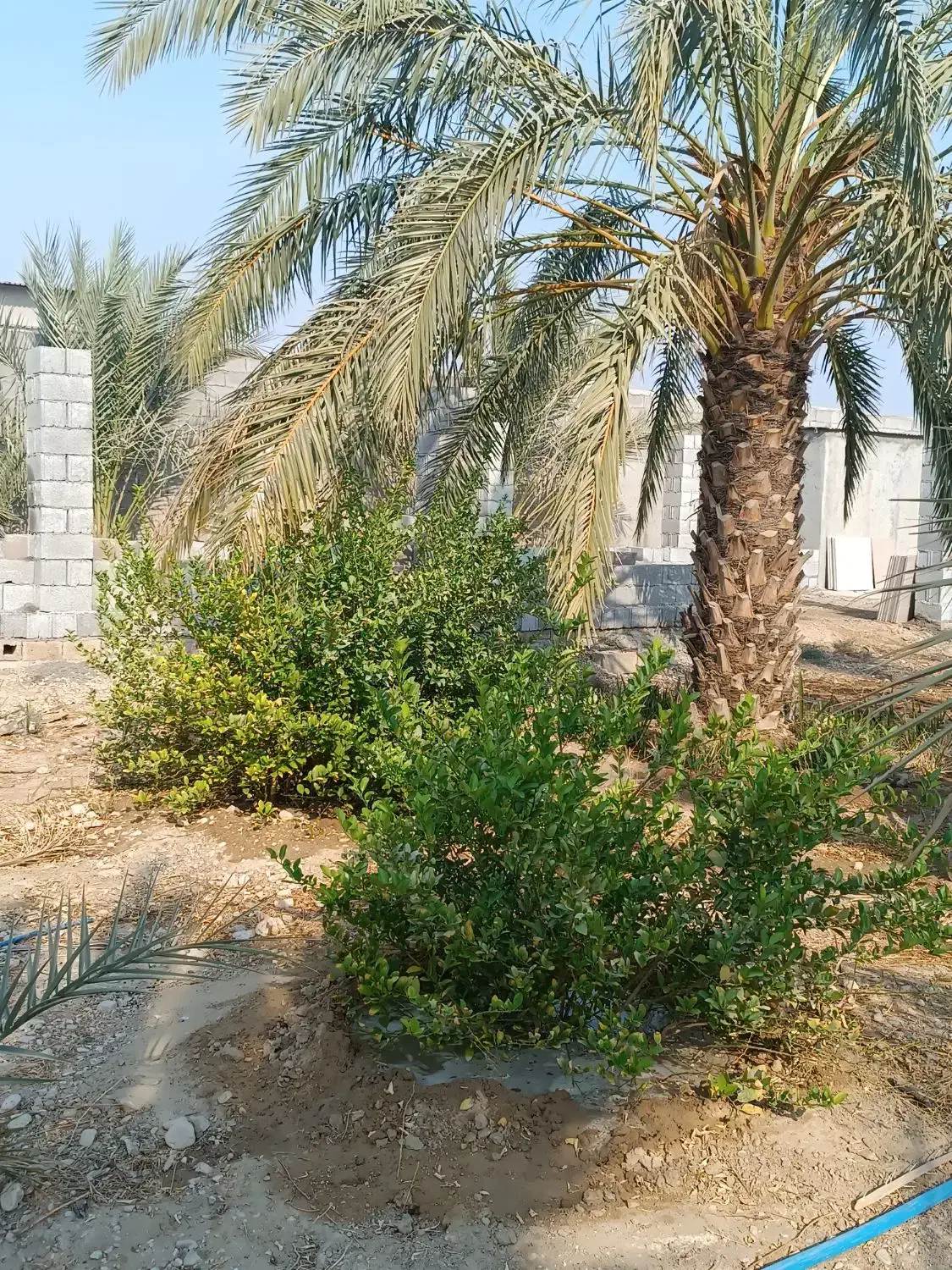 فروش باغ|فروش خانه و ویلا|چغادک, |دیوار