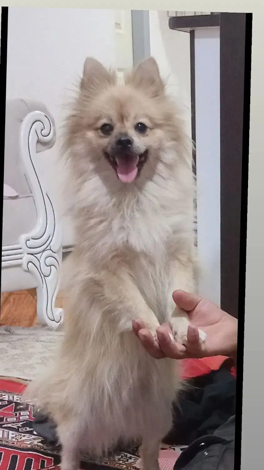 سگ پامر روباهی|سگ|اهر, |دیوار