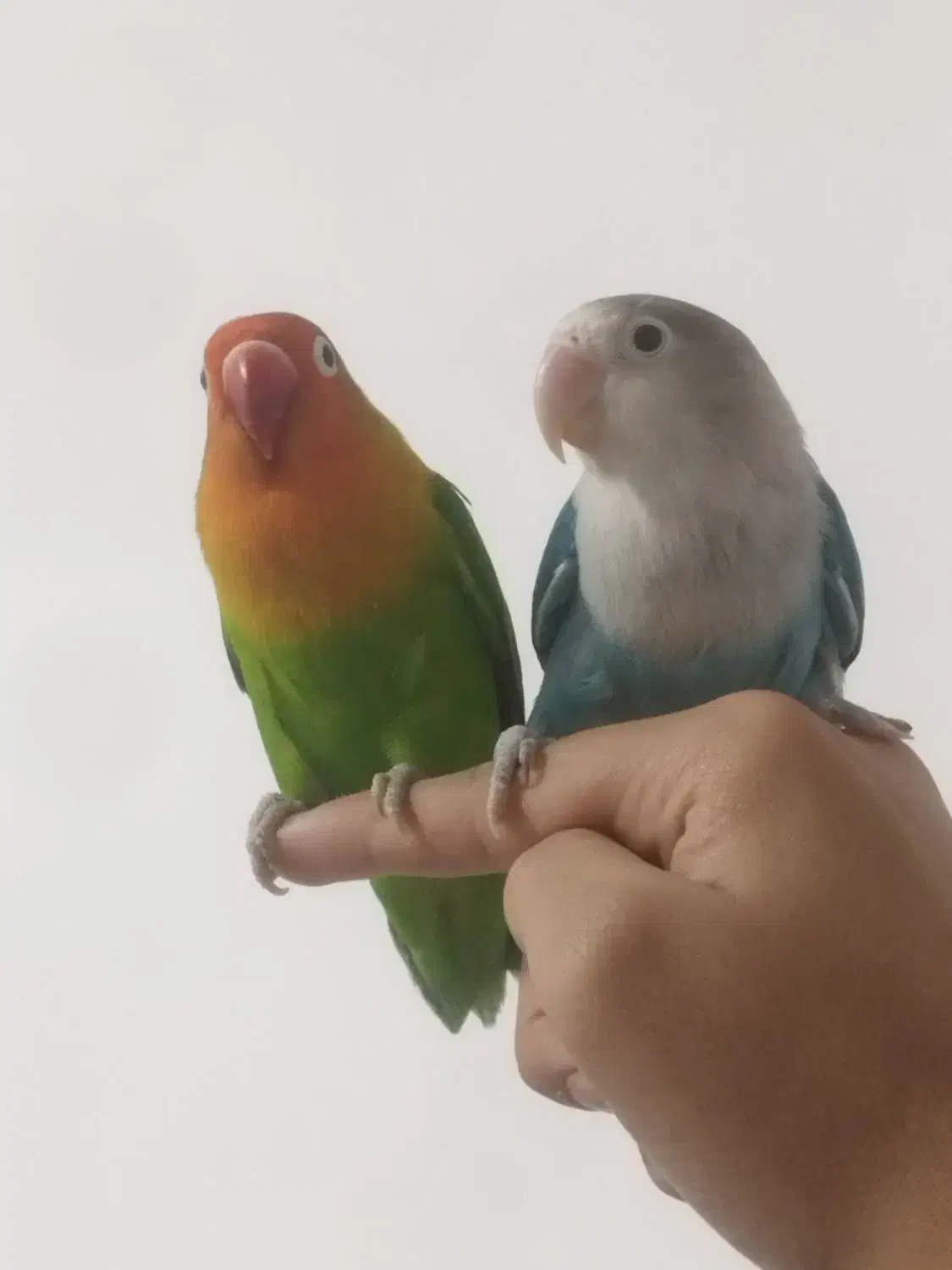 گمشده|حیوانات|بندر گناوه, |دیوار