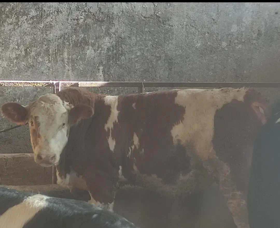 گوساله چاق سیمینتال|حیوانات مزرعه|خلجستان, |دیوار