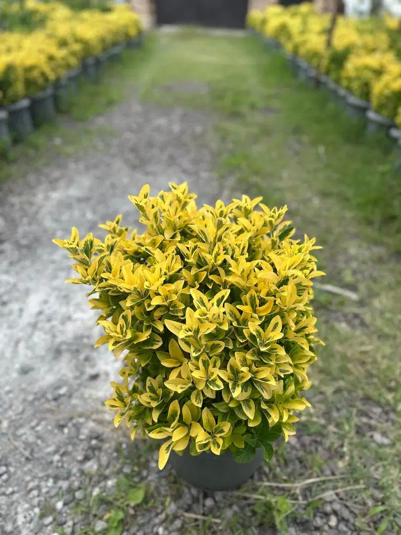 شمشاد طلایی وصال 33|گل و گیاه طبیعی|چابکسر, |دیوار