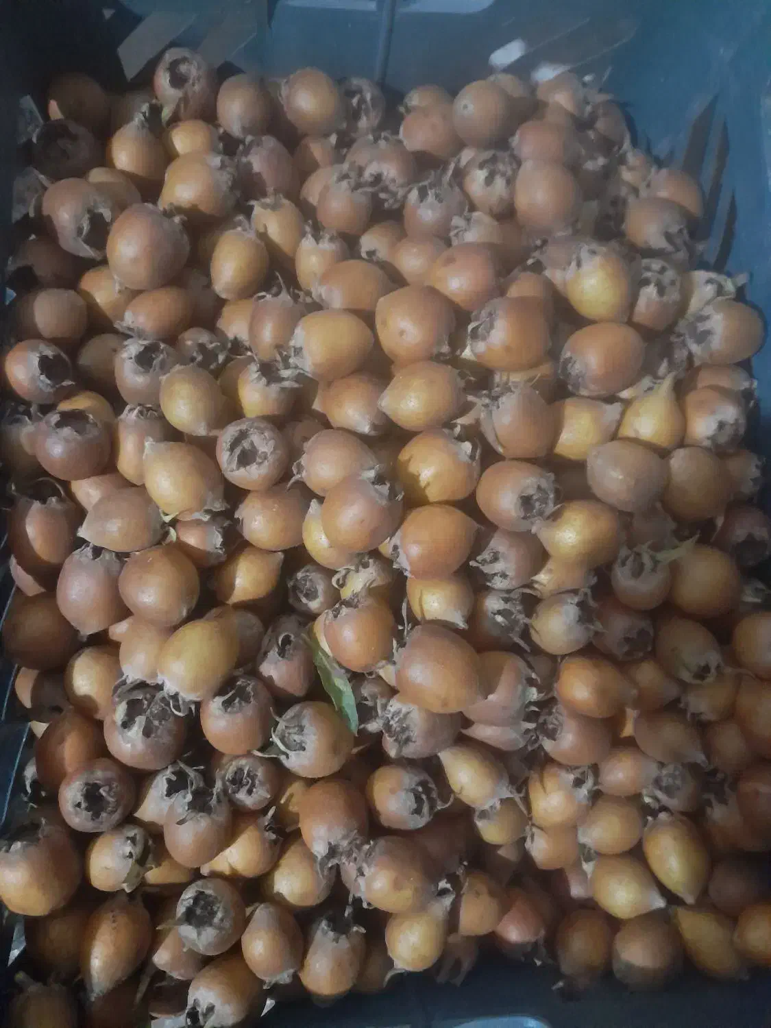 فروش ازگیل طبیعی|خوردنی و آشامیدنی|فندقلو, |دیوار