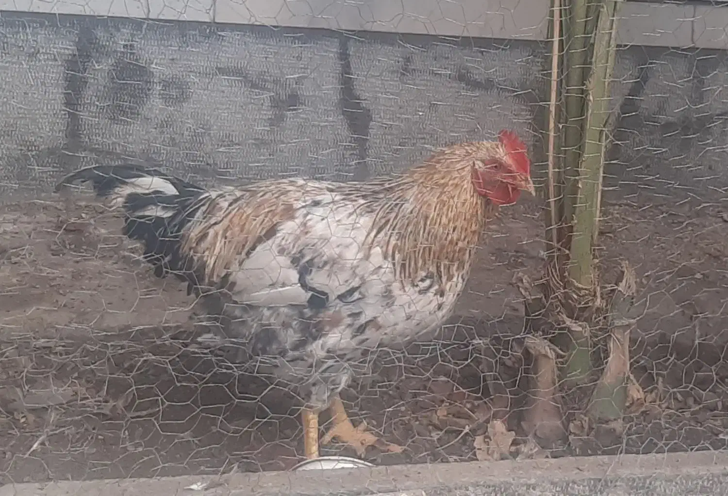 فروش دو خروس زیبا وسالم به قیمت ۵۰۰ هزارتومان|پرنده|اصفهان, سروستان|دیوار