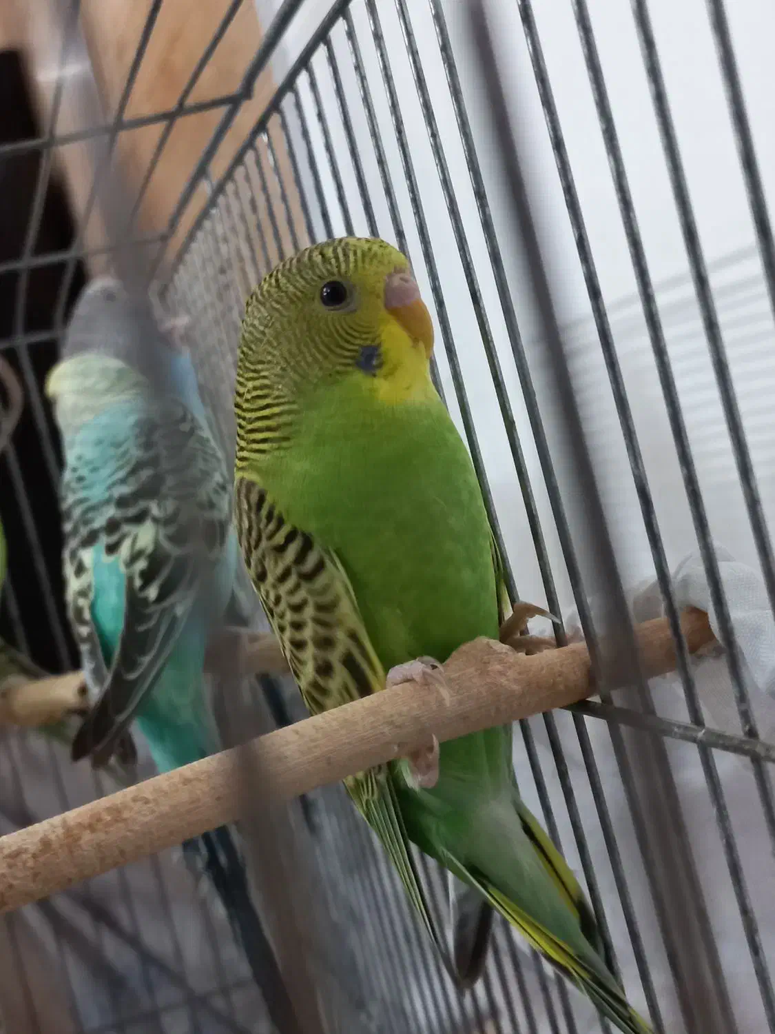 پرنده مرغ عشق|پرنده|الوند, |دیوار