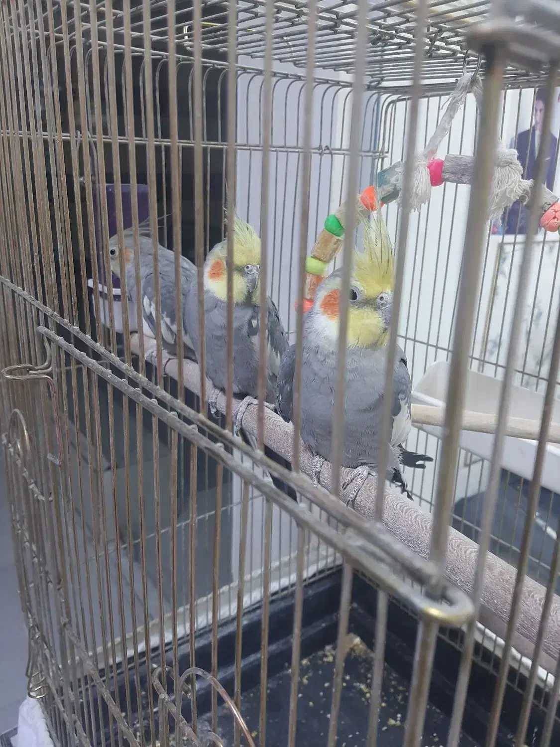 فروش عروس هلندی دوتا نر یک ماده|پرنده|جوانرود, |دیوار