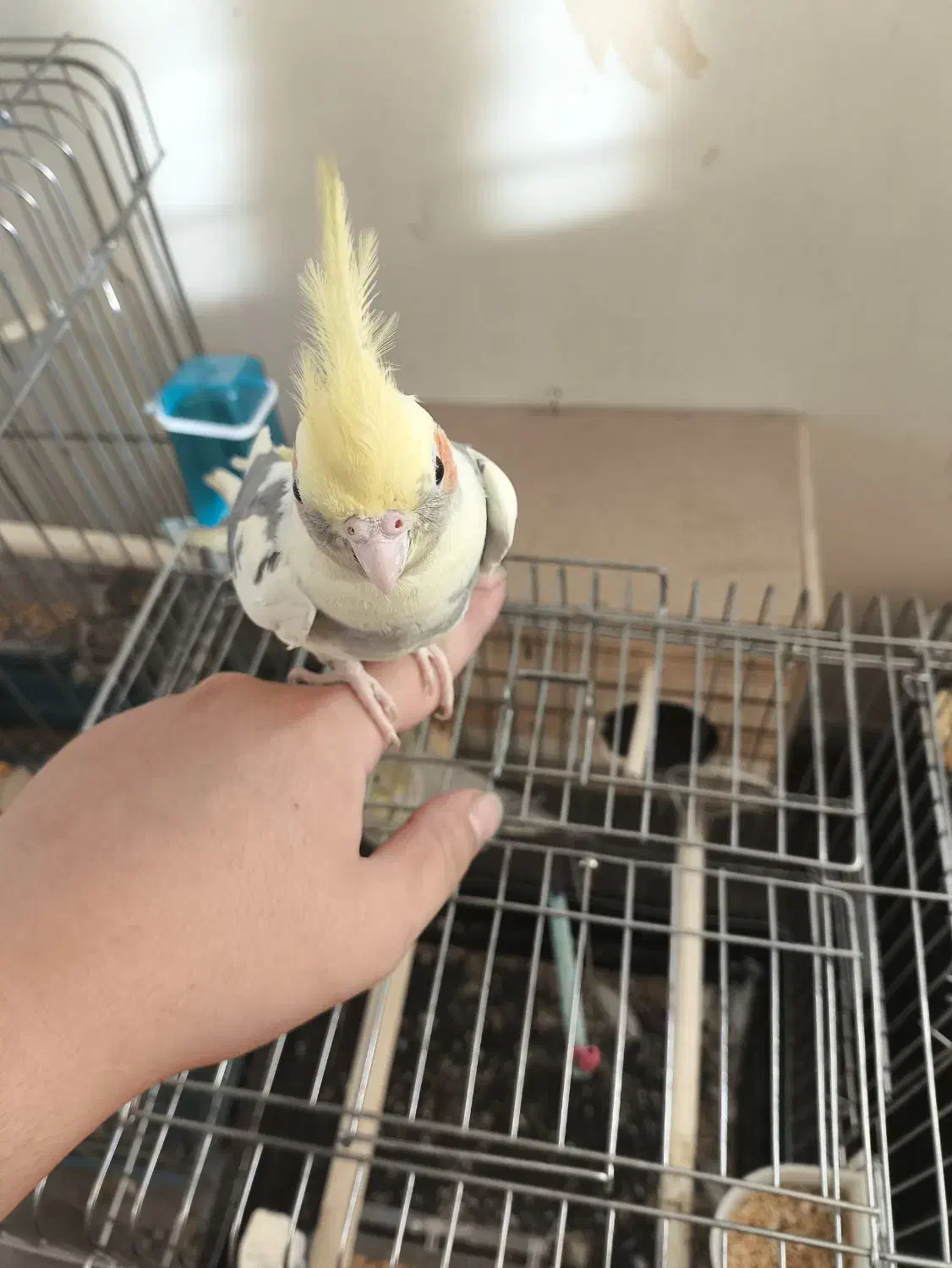 جفت عروس هلندی مولد همراه جوجه|پرنده|فردیس, شهرک هفده شهریور|دیوار