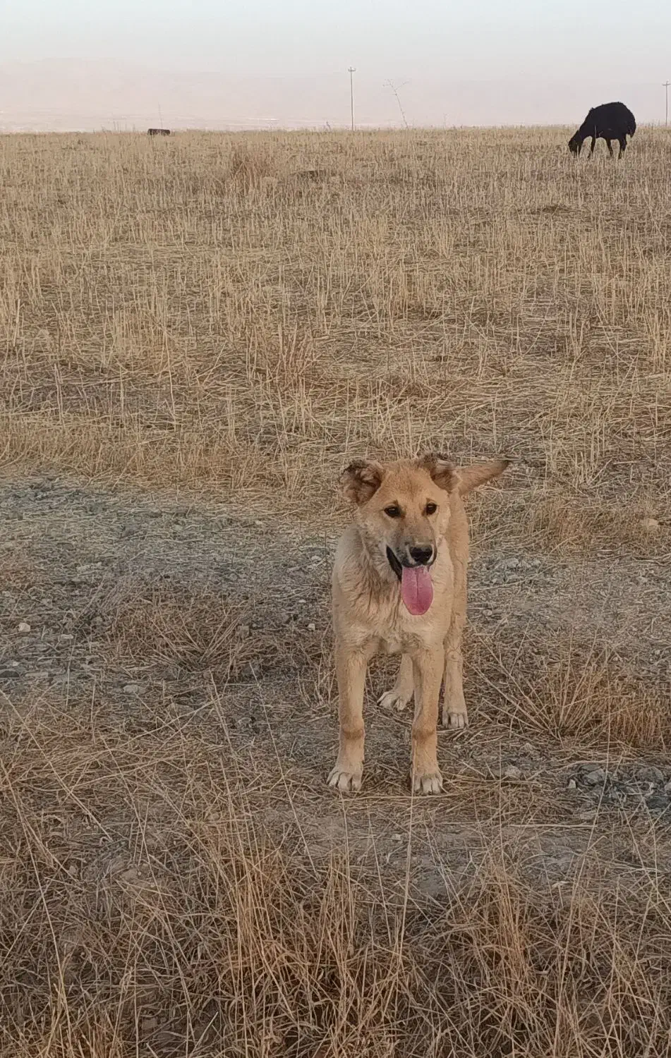 سگ گم شده|حیوانات|باغ حلی, |دیوار