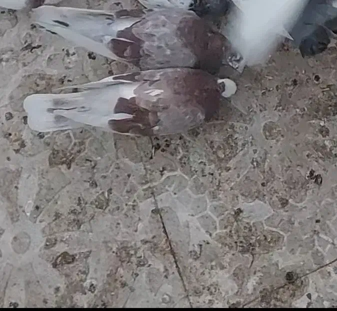 کبوتر گمشده|حیوانات|کرمانشاه, |دیوار