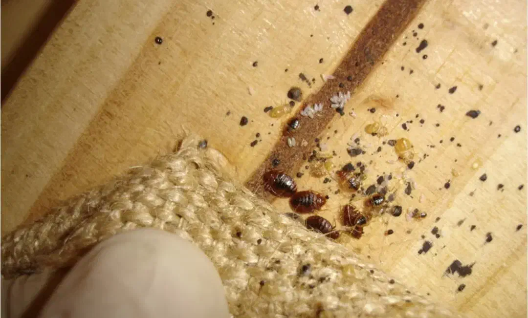 سمپاشی رادین|خدمات نظافت|اسلامشهر, شهرک مهدیه|دیوار