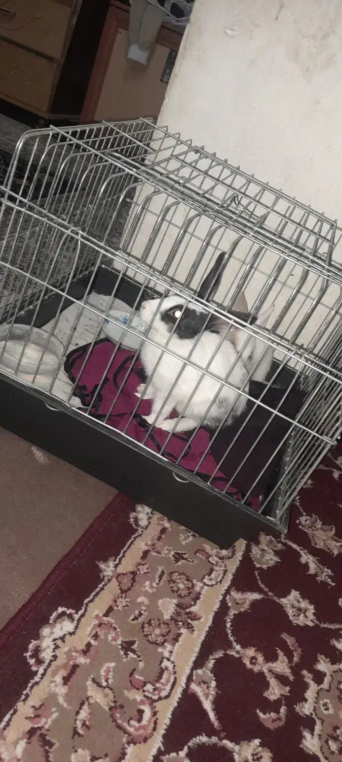 خرگوش|موش و خرگوش|مشهد, همت آباد|دیوار