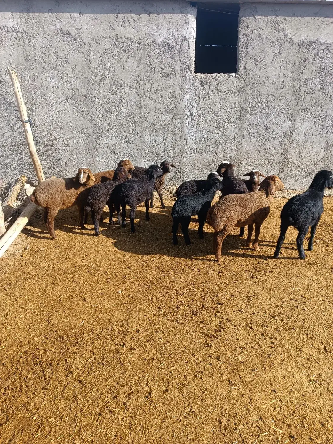 فروش میش|حیوانات مزرعه|بشاریات, |دیوار