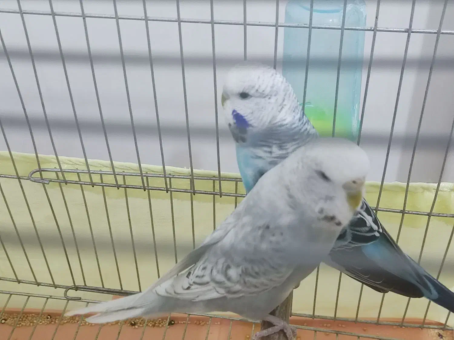 مرغ عشق انگلیسی|پرنده|سقز, |دیوار