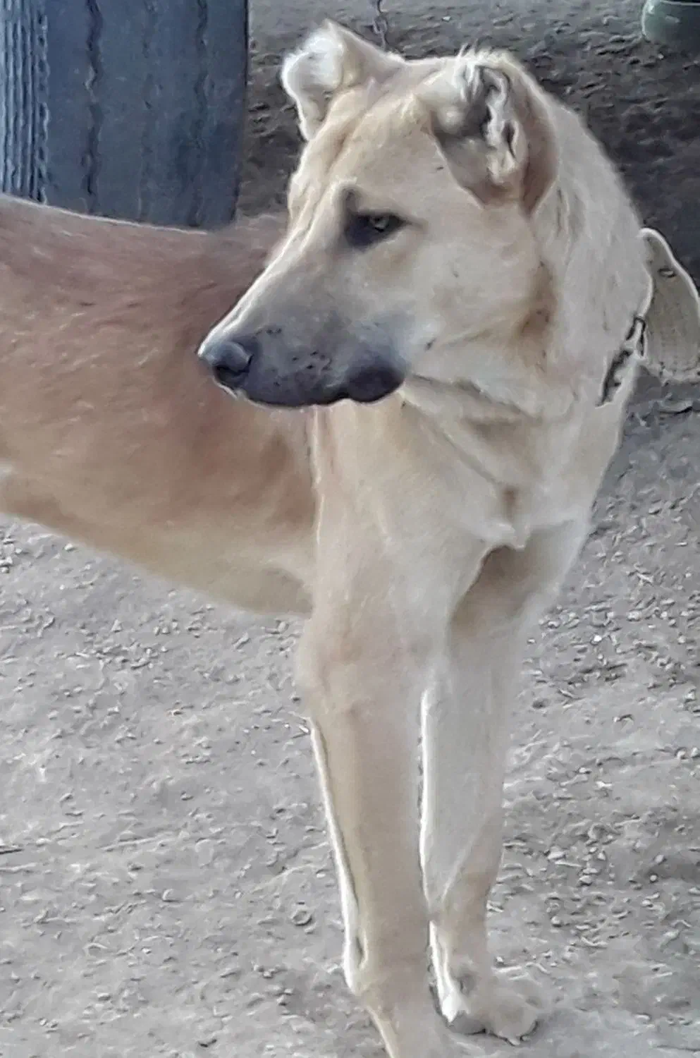 سگ سرابی|سگ|بروجرد, |دیوار