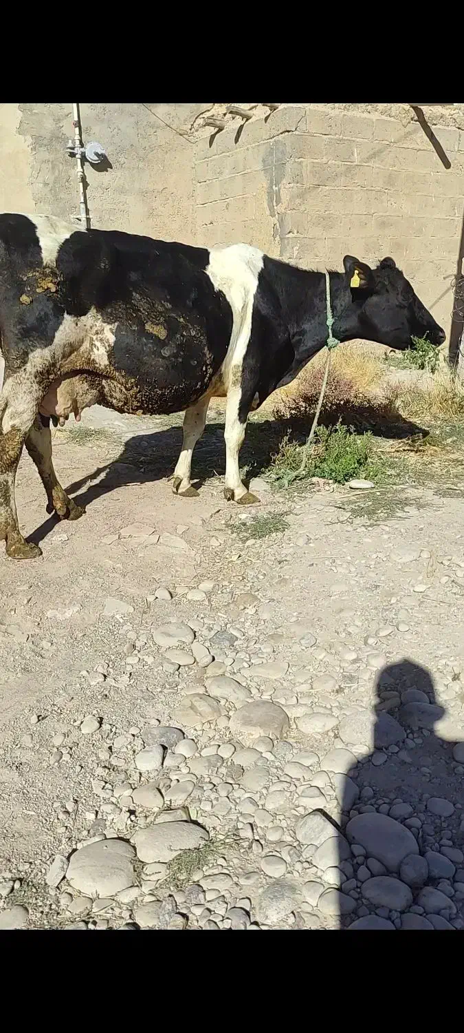 گوساله/گاو|حیوانات مزرعه|تبریز, |دیوار