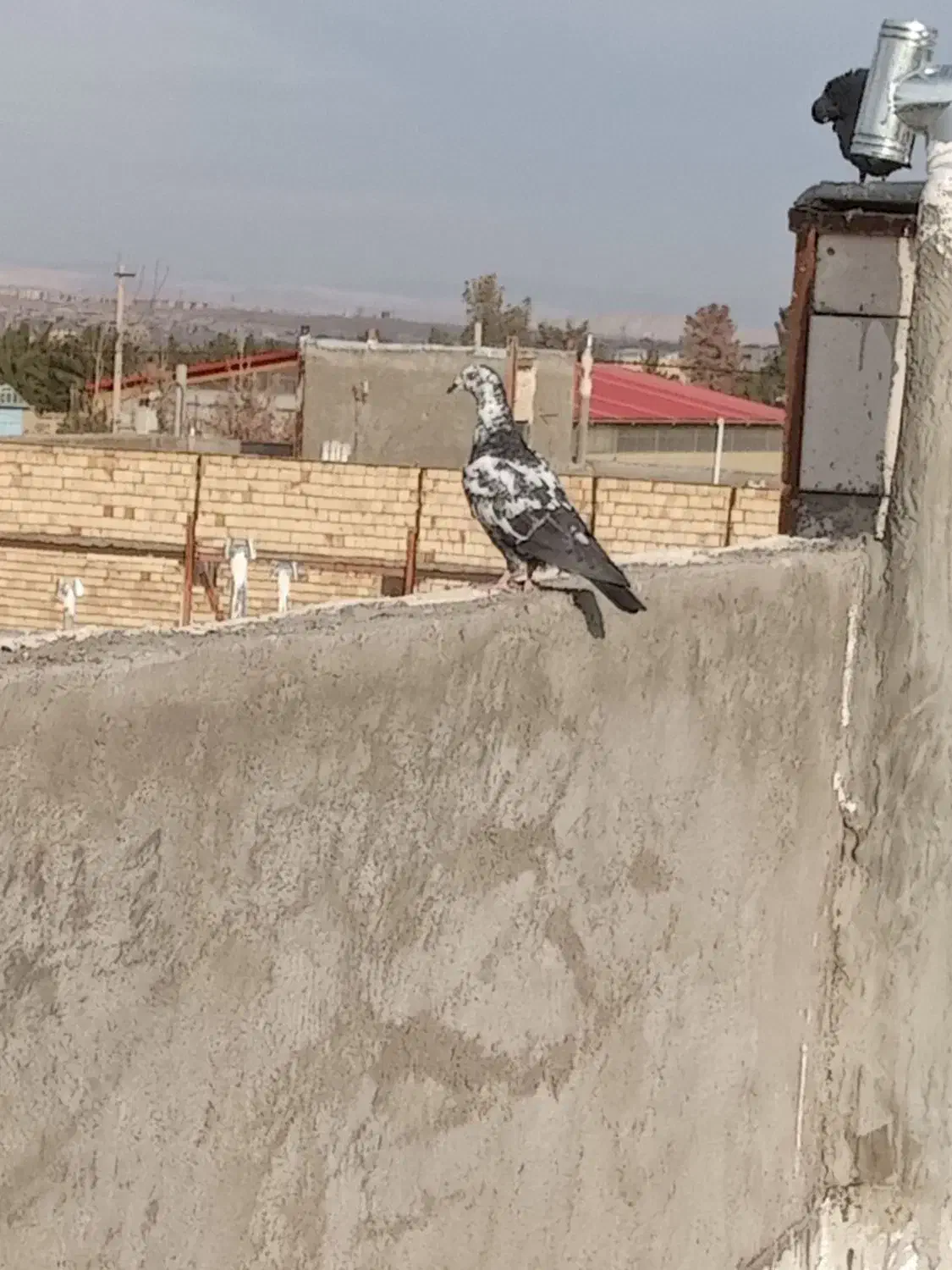 کفتر|پرنده|بیرجند, |دیوار