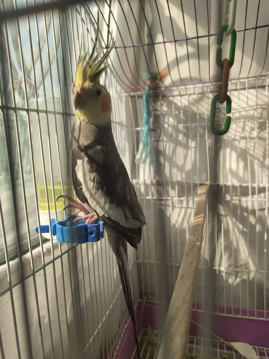 عروس هلندی نر مست|پرنده|تهران, دانشگاه شریف|دیوار