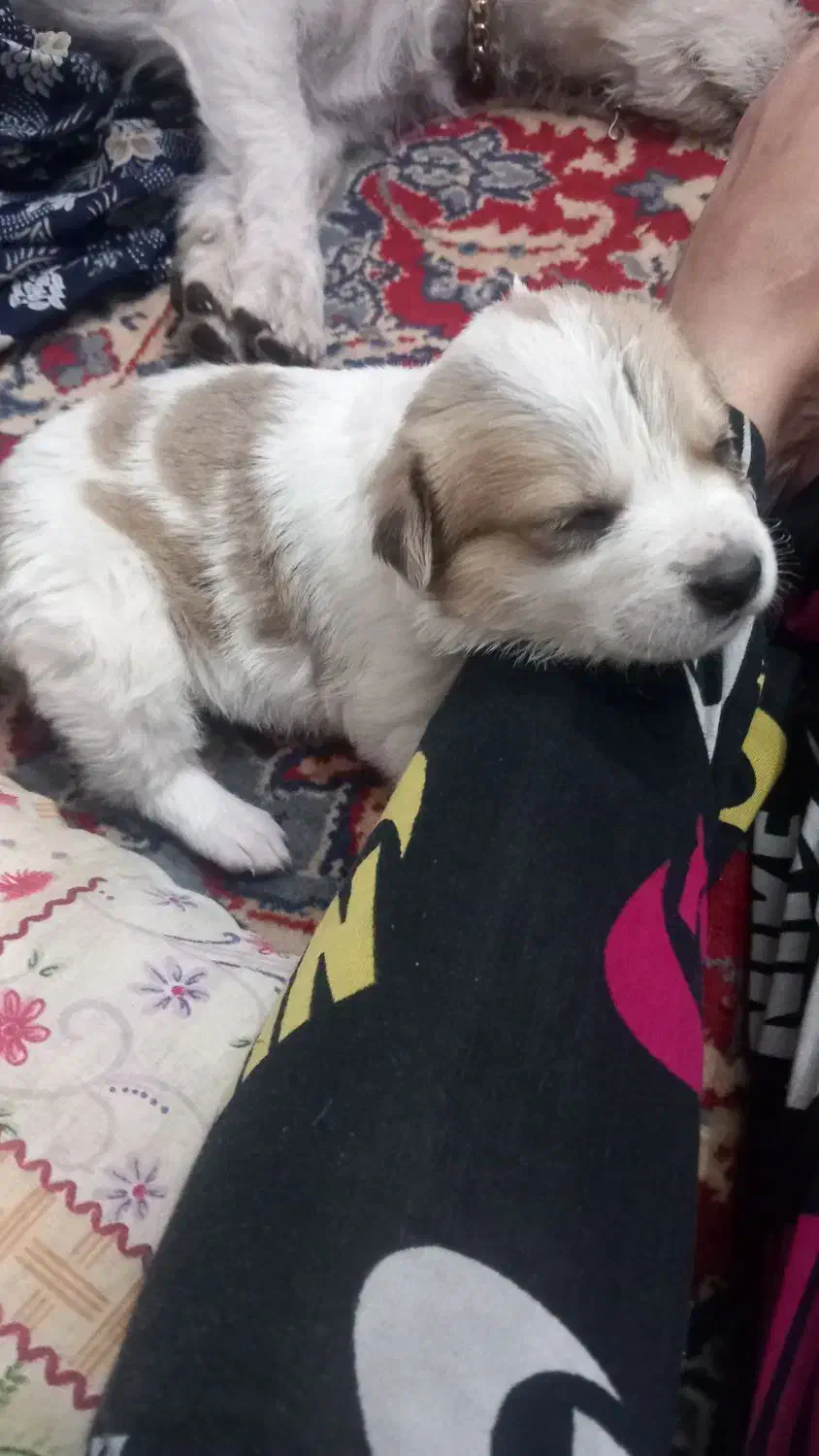 تولدسگ دوماه مشخص نیست چی هستش اما ماده هستش|سگ|سبزوار, توحیدشهر|دیوار