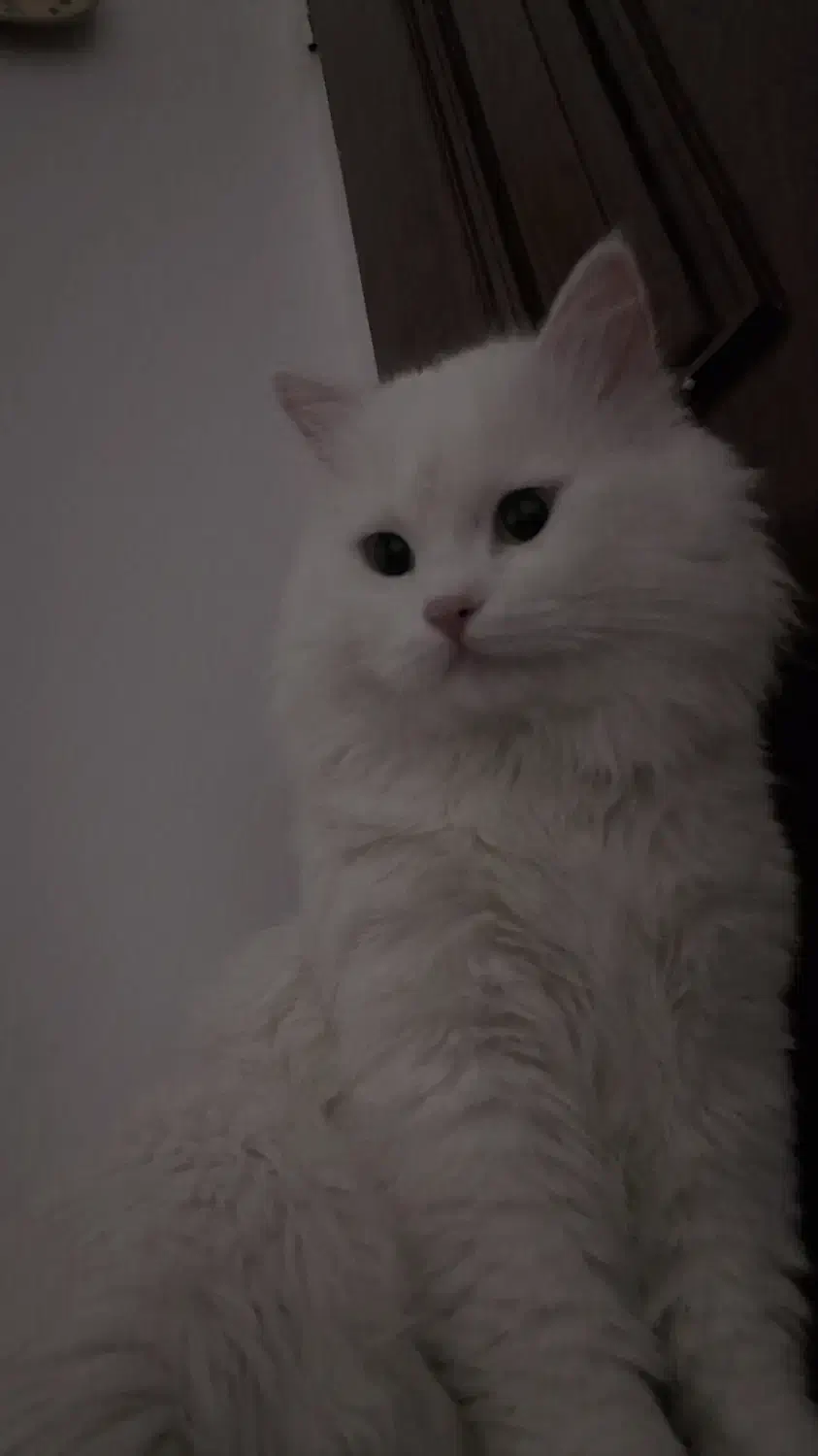 واگذاری گربه|گربه|کرمان, |دیوار