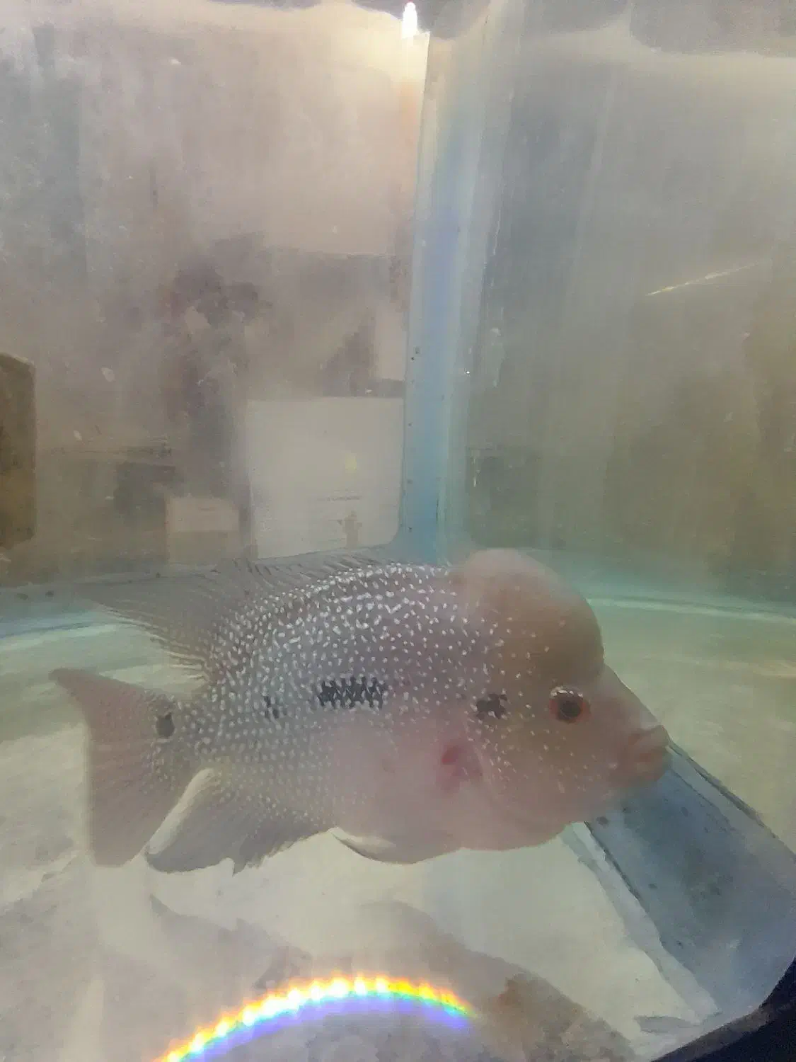 ماهی|ماهی|محمدشهر, جعفرآباد|دیوار