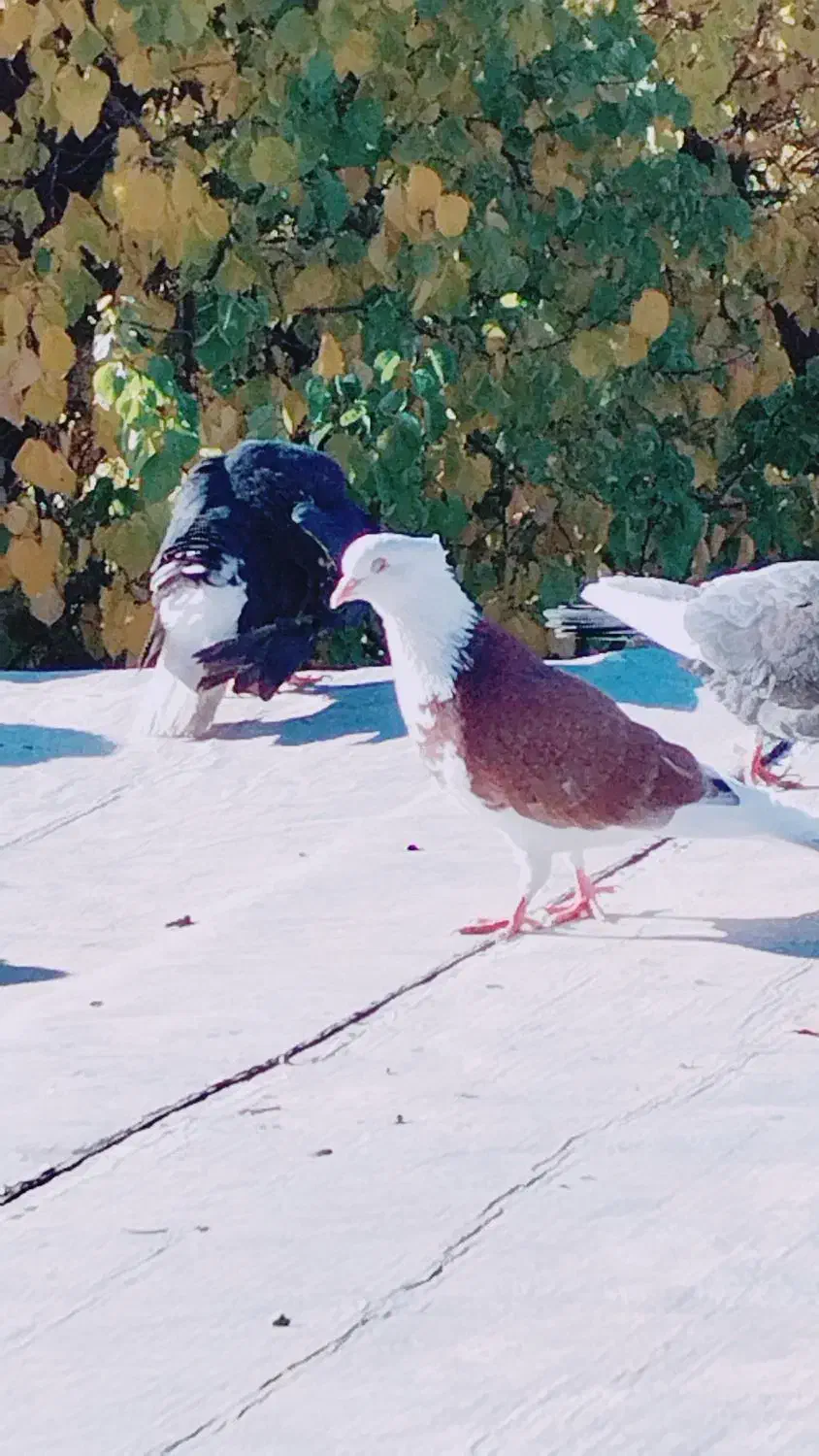 کبوتر پرشی|پرنده|بافت, |دیوار