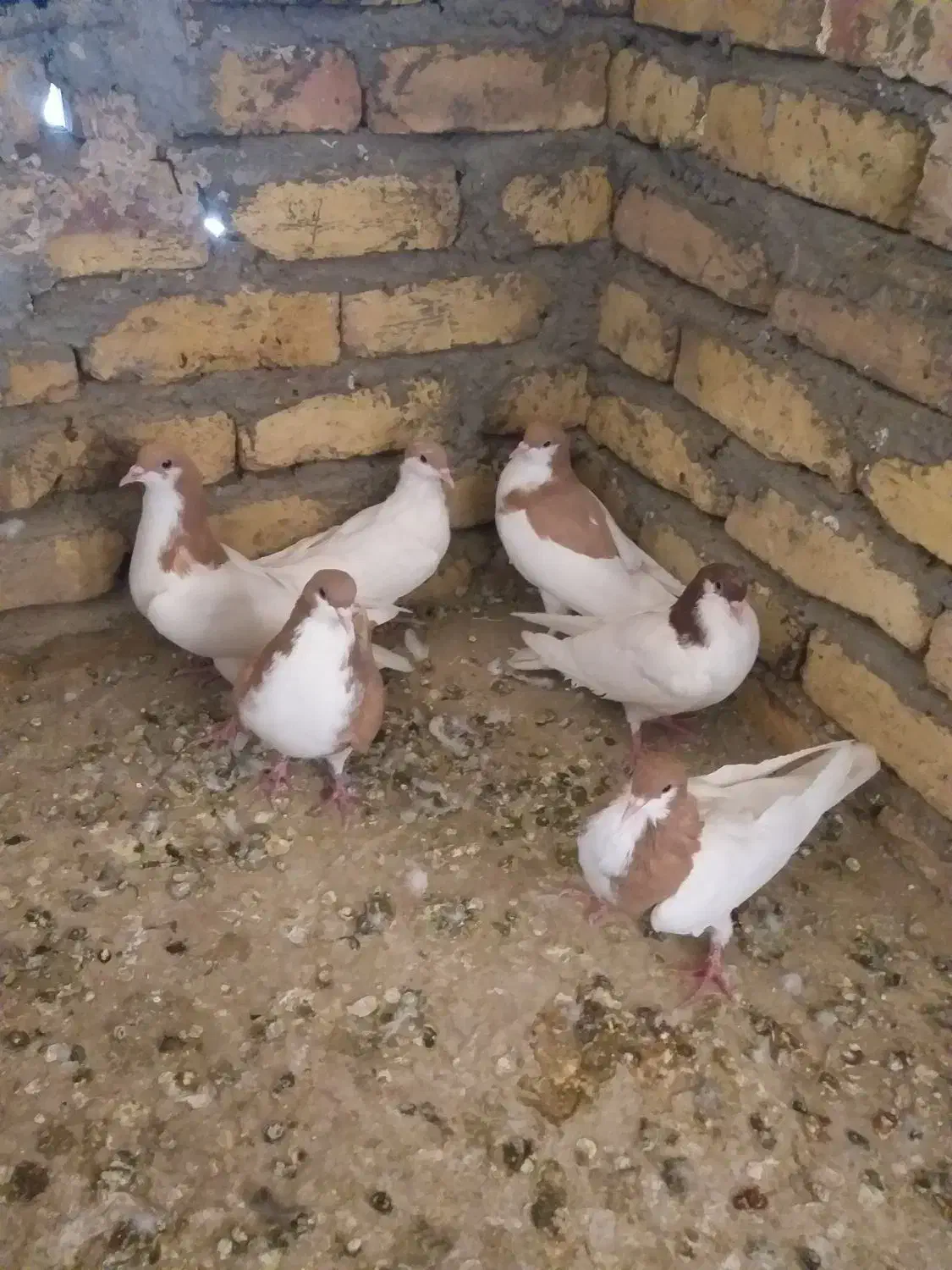 ۶عددشصتی ۳تا نر ۳ماده|پرنده|تاکستان, |دیوار