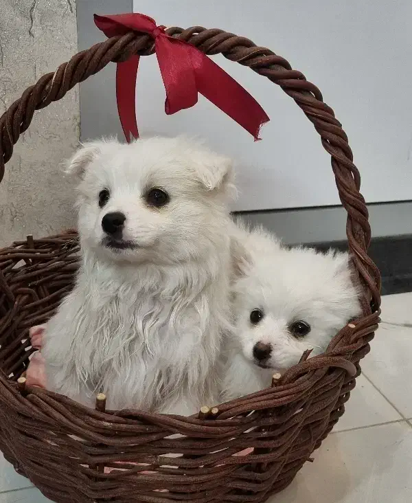 پامر،پامرانین، پامرین|سگ|اصفهان, عمان سامانی|دیوار