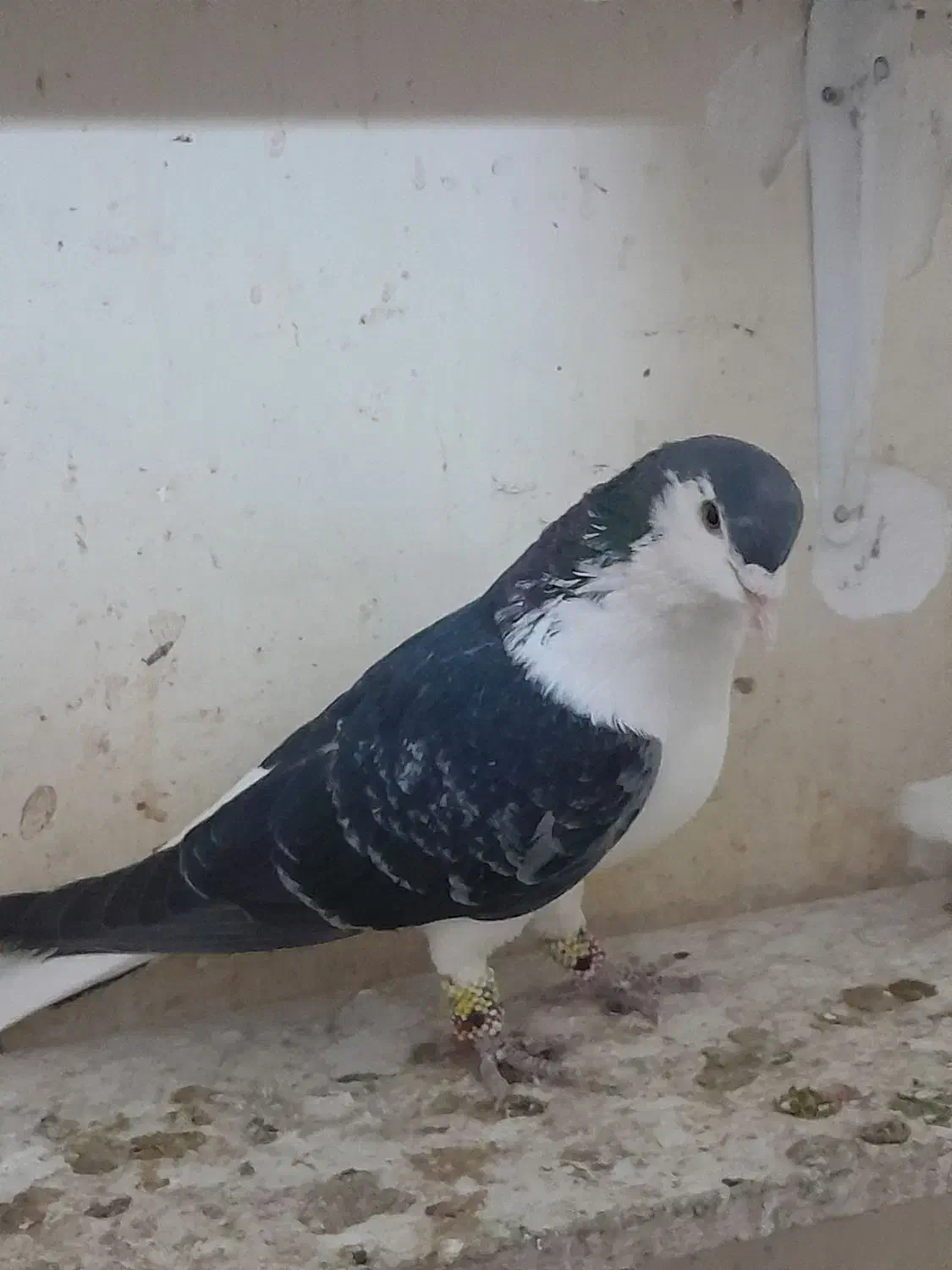 کبوتر پرنده جفت شیرازی سیاه|پرنده|اهواز, کوی رمضان|دیوار