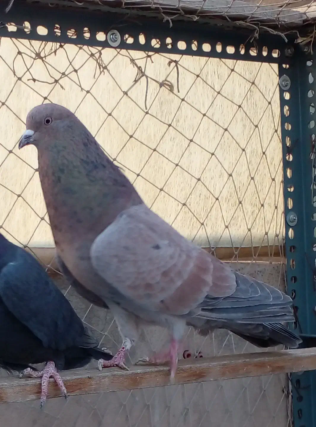 یک طوق کفتر سرور نر|پرنده|تهران, هلال احمر|دیوار