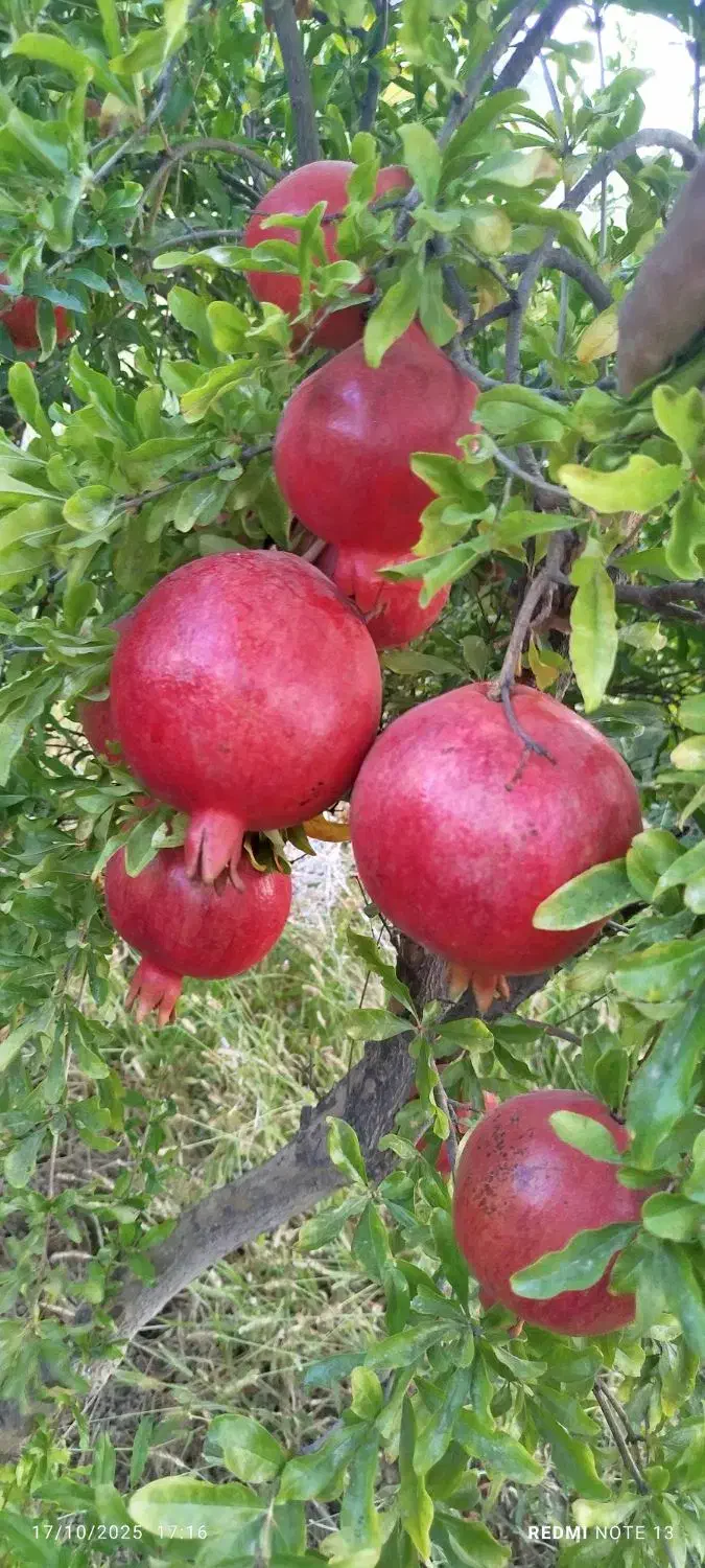 انار درجه یک|خدمات باغبانی و درختکاری|کوهنانی, |دیوار