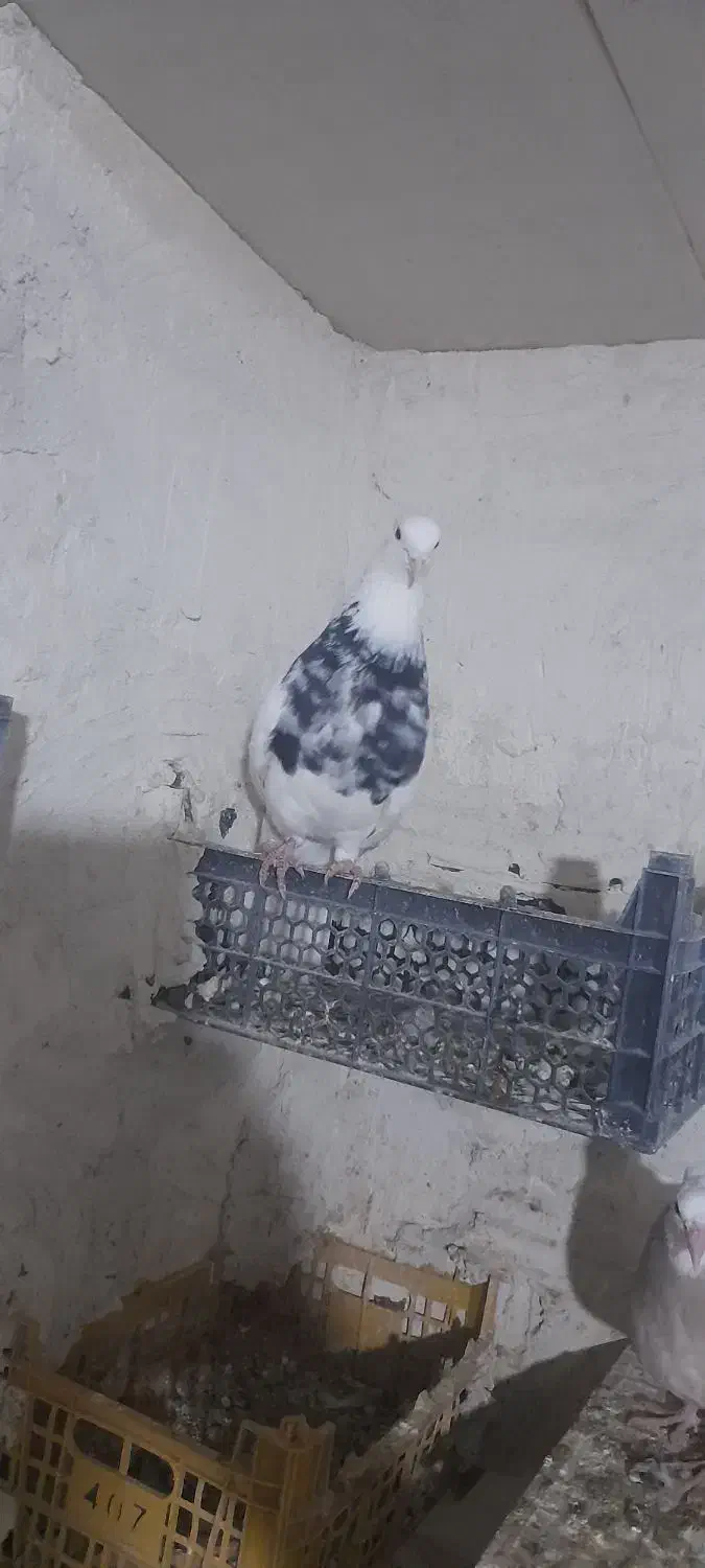 طوقی کرمانشاهی|پرنده|چرام, |دیوار