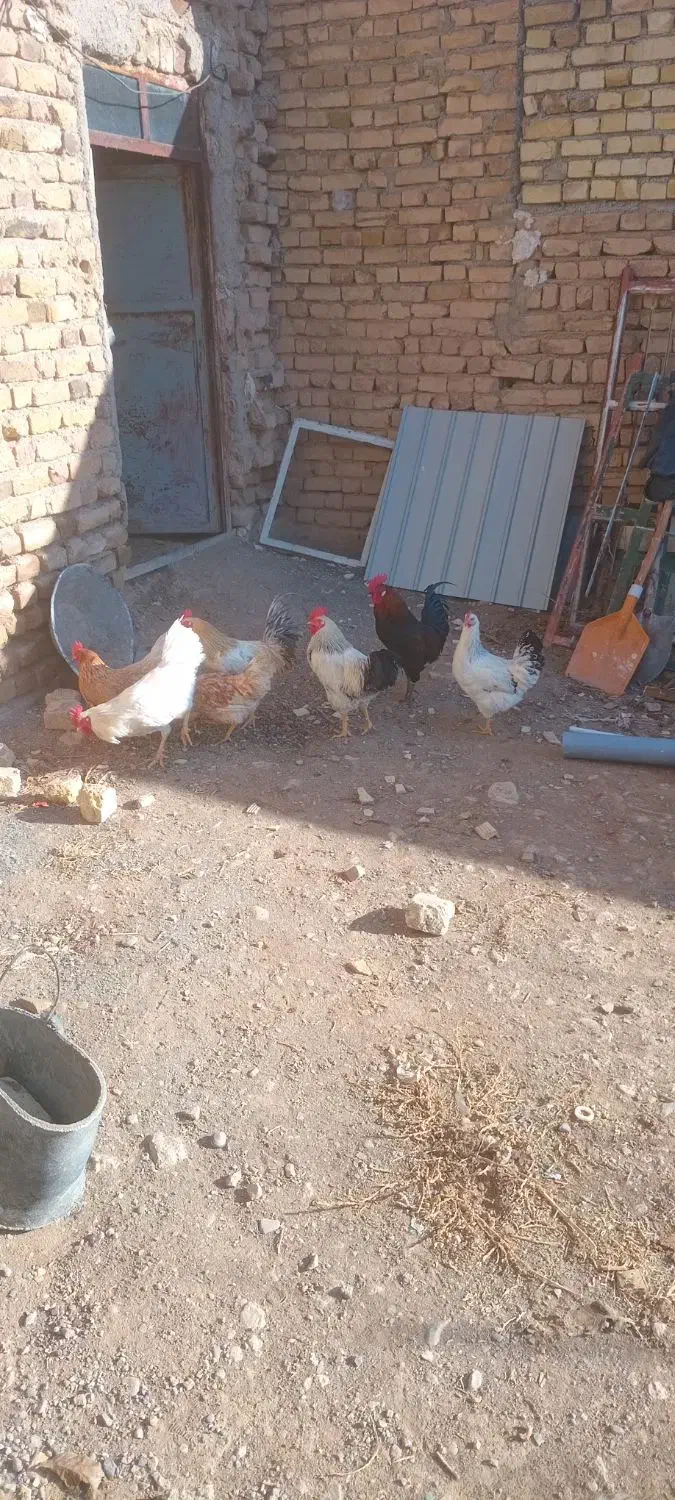 فروش مرغ و خروس و بوقلمون|حیوانات مزرعه|دوتپه, |دیوار