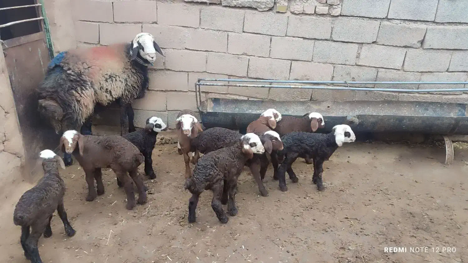 قوچ|حیوانات مزرعه|تربت جام, جامرود|دیوار