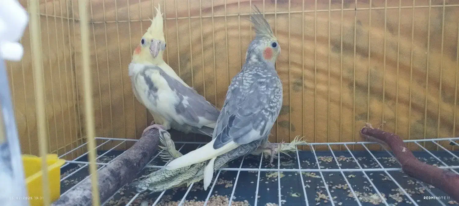 فروش عروس هلندی|پرنده|کلاچای, |دیوار