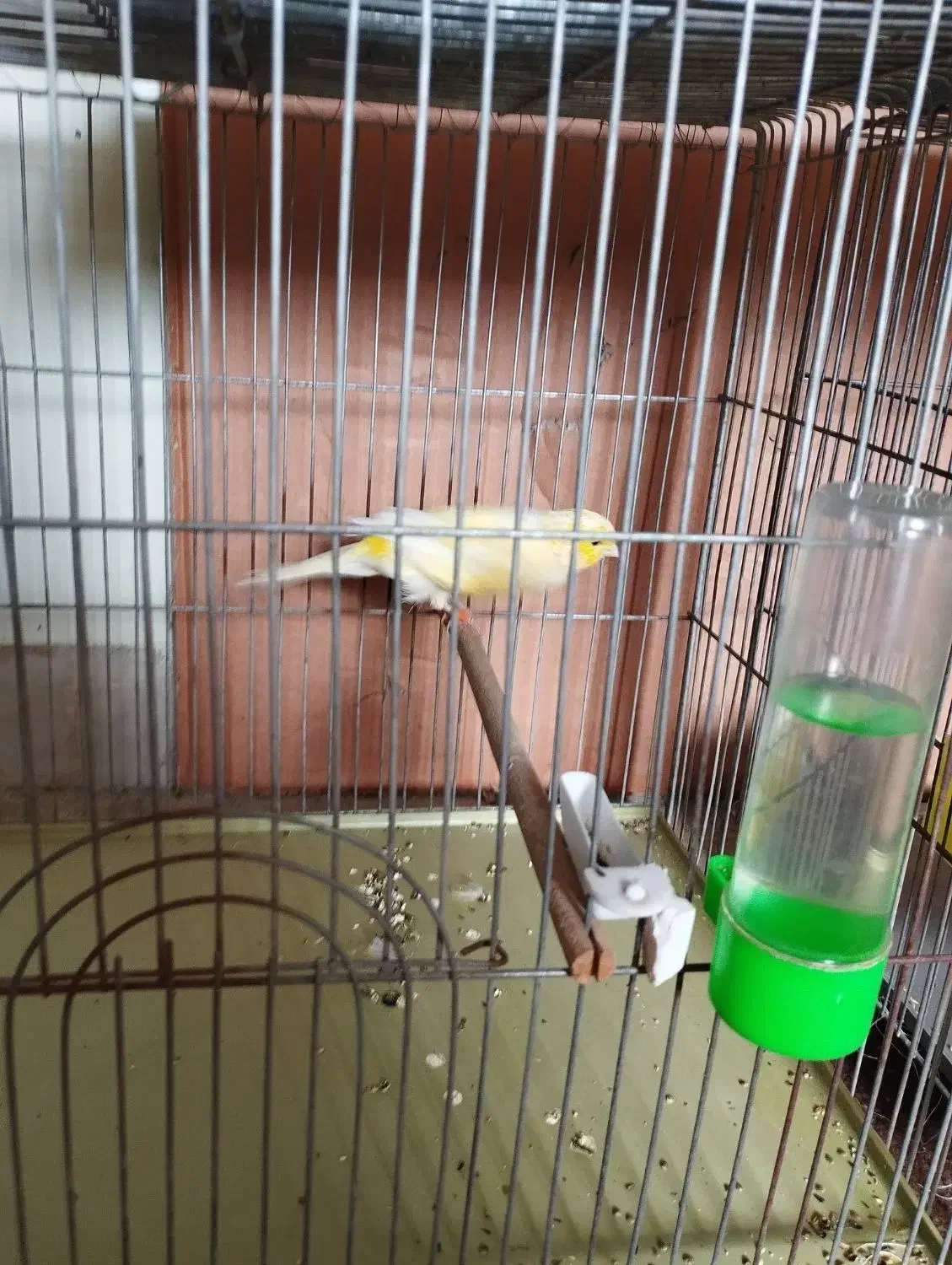 قناری سوپر درشت جوان ماده|پرنده|خمینی‌شهر, |دیوار