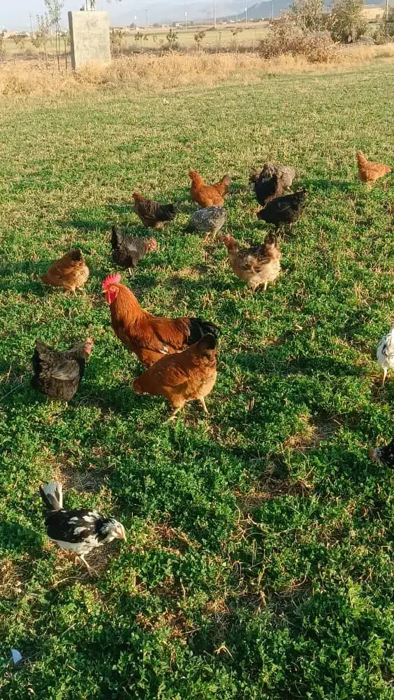 فروش فوری مرغ و خروس|حیوانات مزرعه|معصومیه, |دیوار