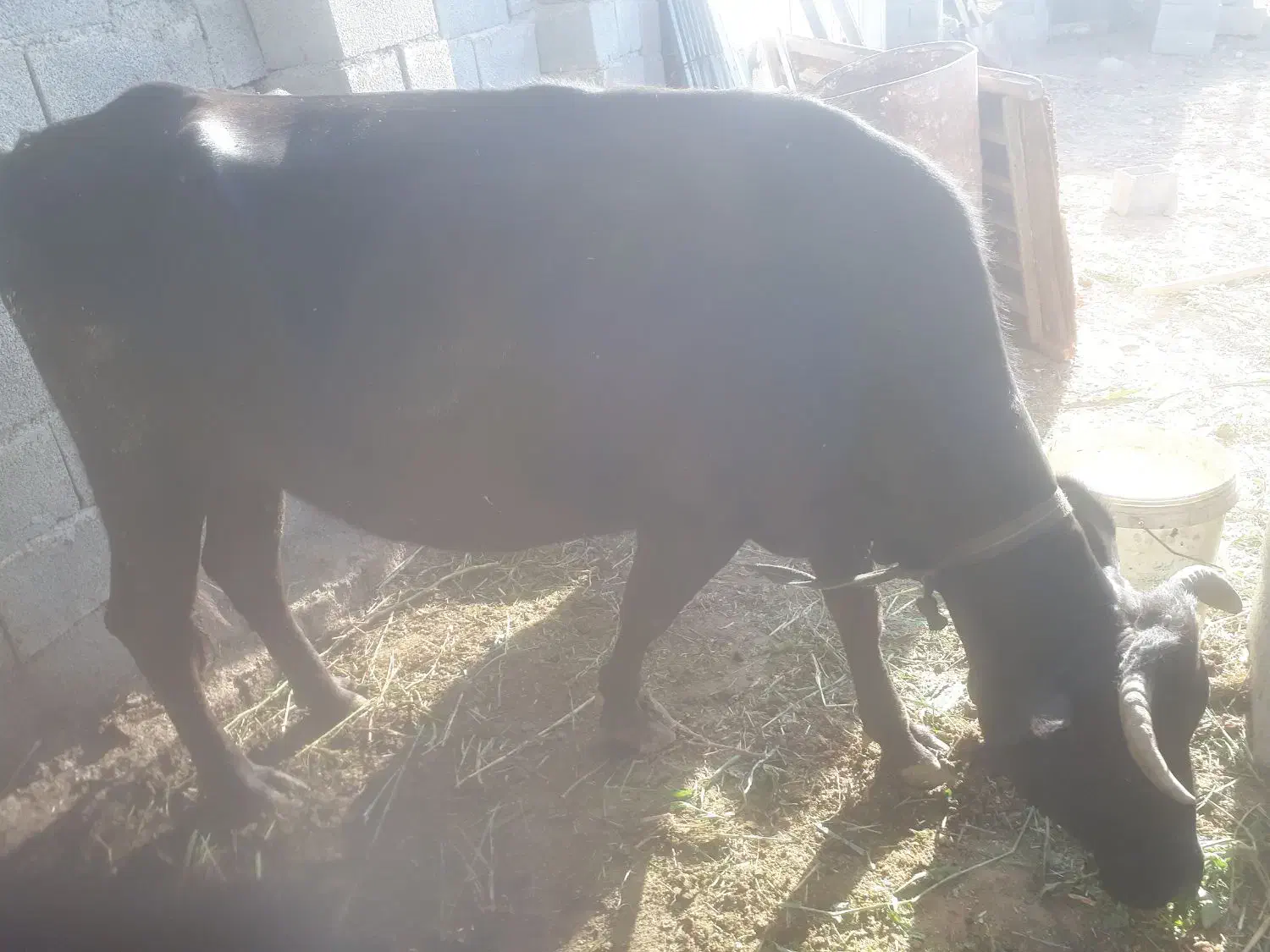 گاو گوساله محلی|حیوانات مزرعه|بیستون, |دیوار