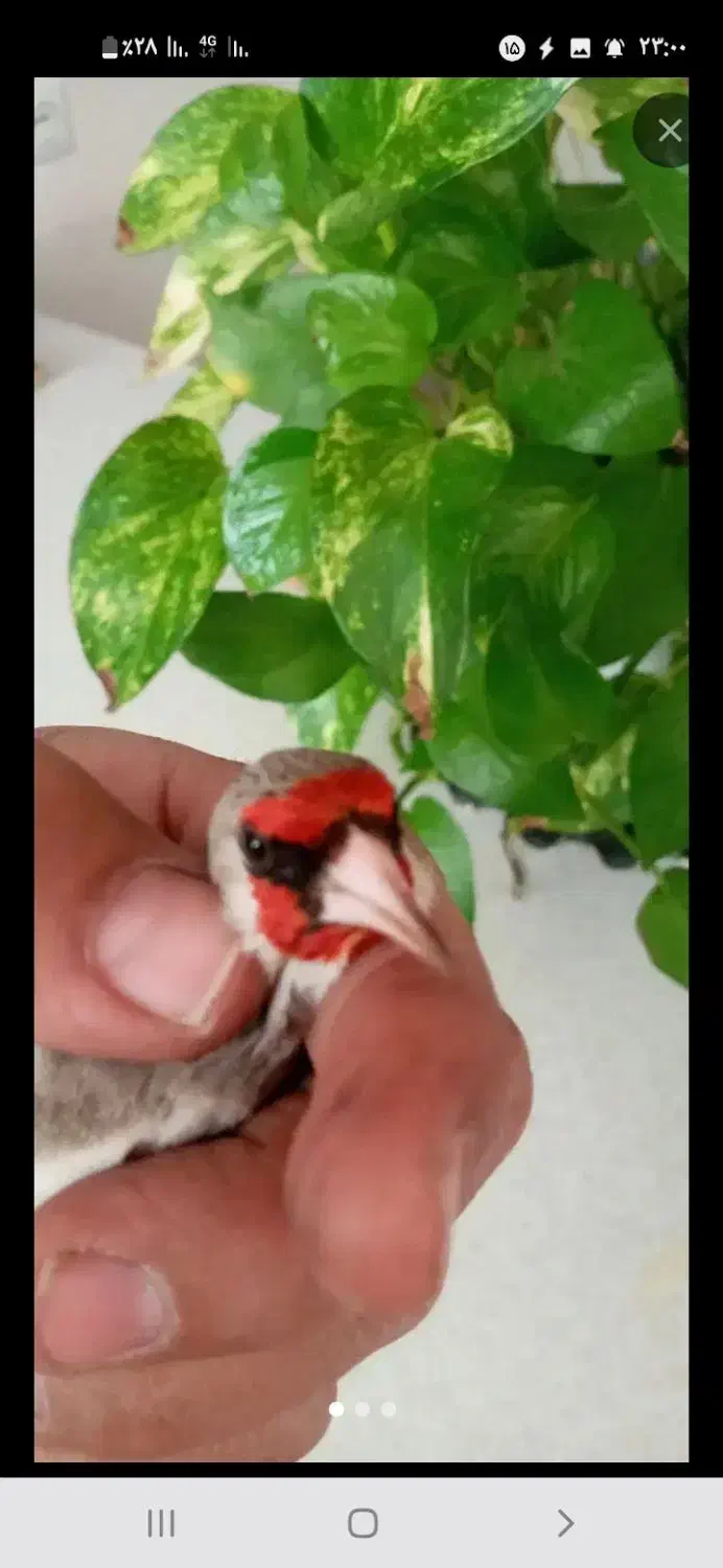 سهره|پرنده|مشهد, طبرسی شمالی|دیوار