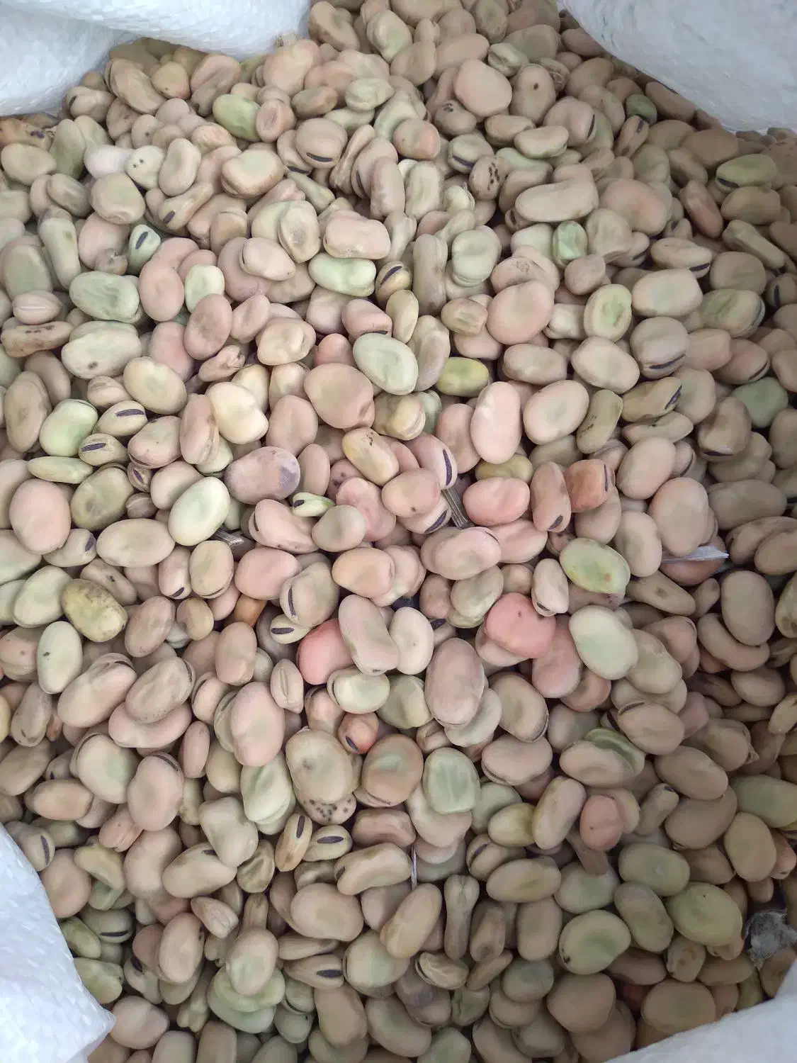 باقالی حدود ۵۰۰کیلو موجود هست|عمده‌فروشی|سراب, |دیوار