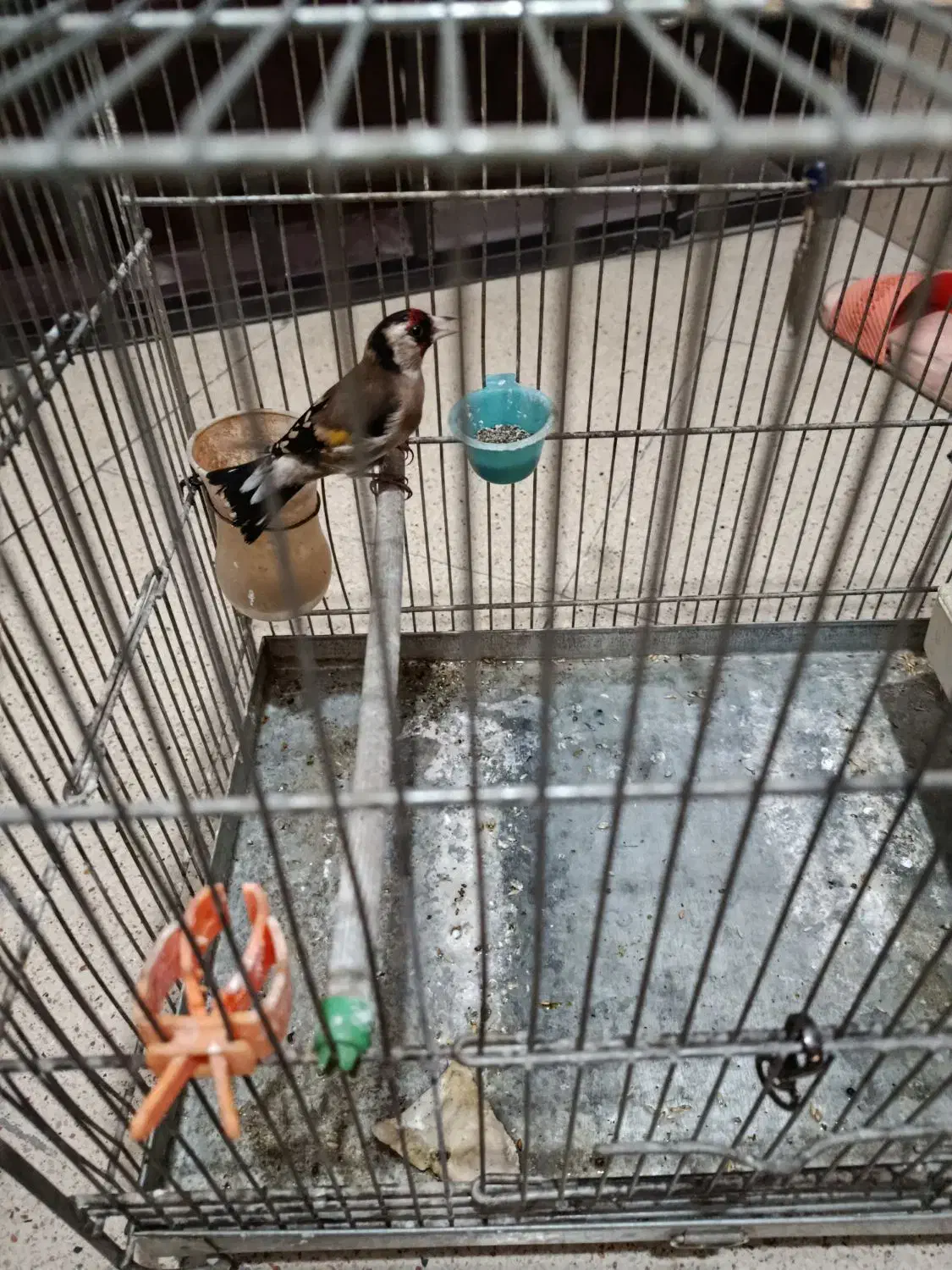 سهره خلخال|پرنده|اسلامشهر, شهرک سعیدیه|دیوار