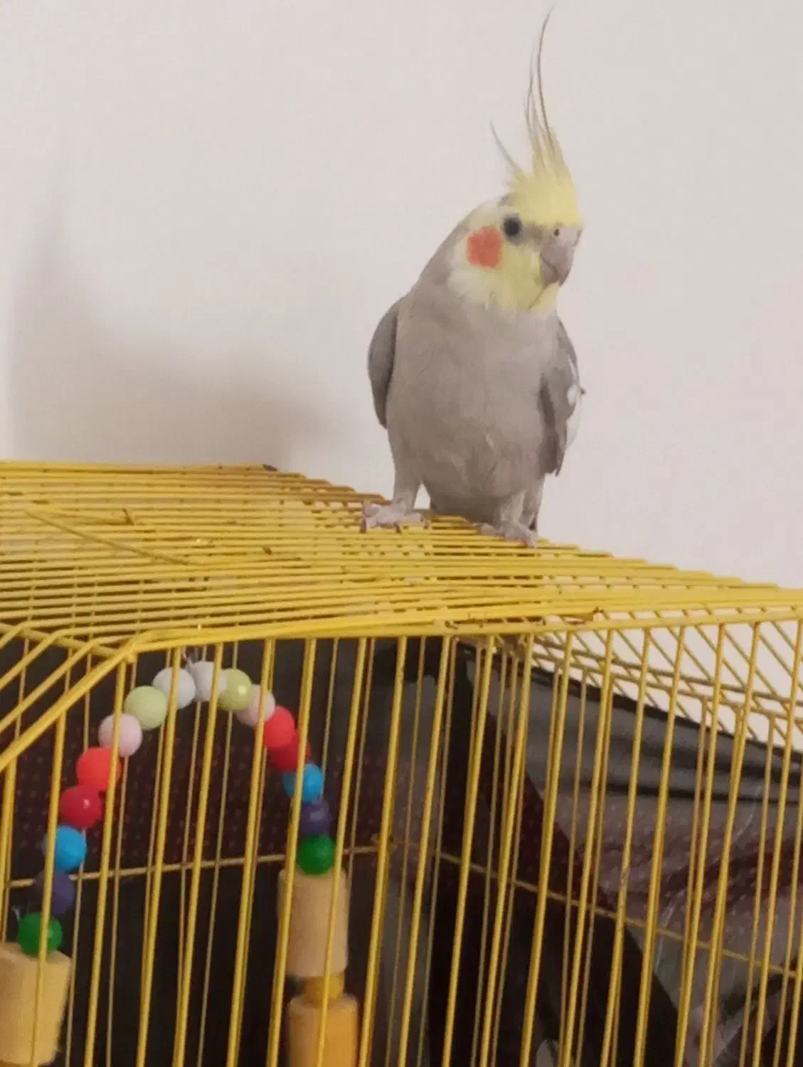 عروس هلندی|پرنده|نرماشیر, |دیوار