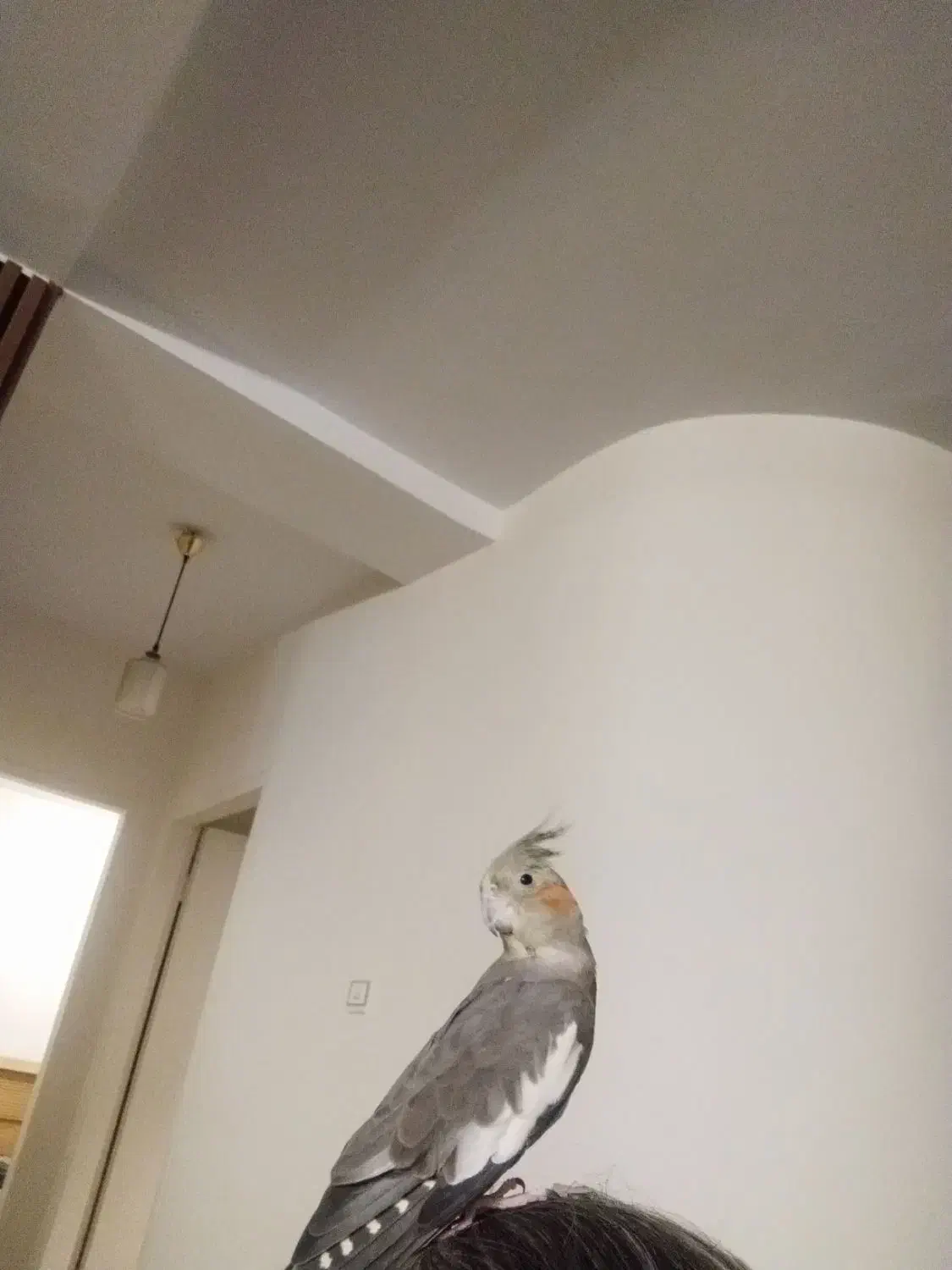 عروس هلندی|پرنده|کرج, شهرک بنفشه|دیوار